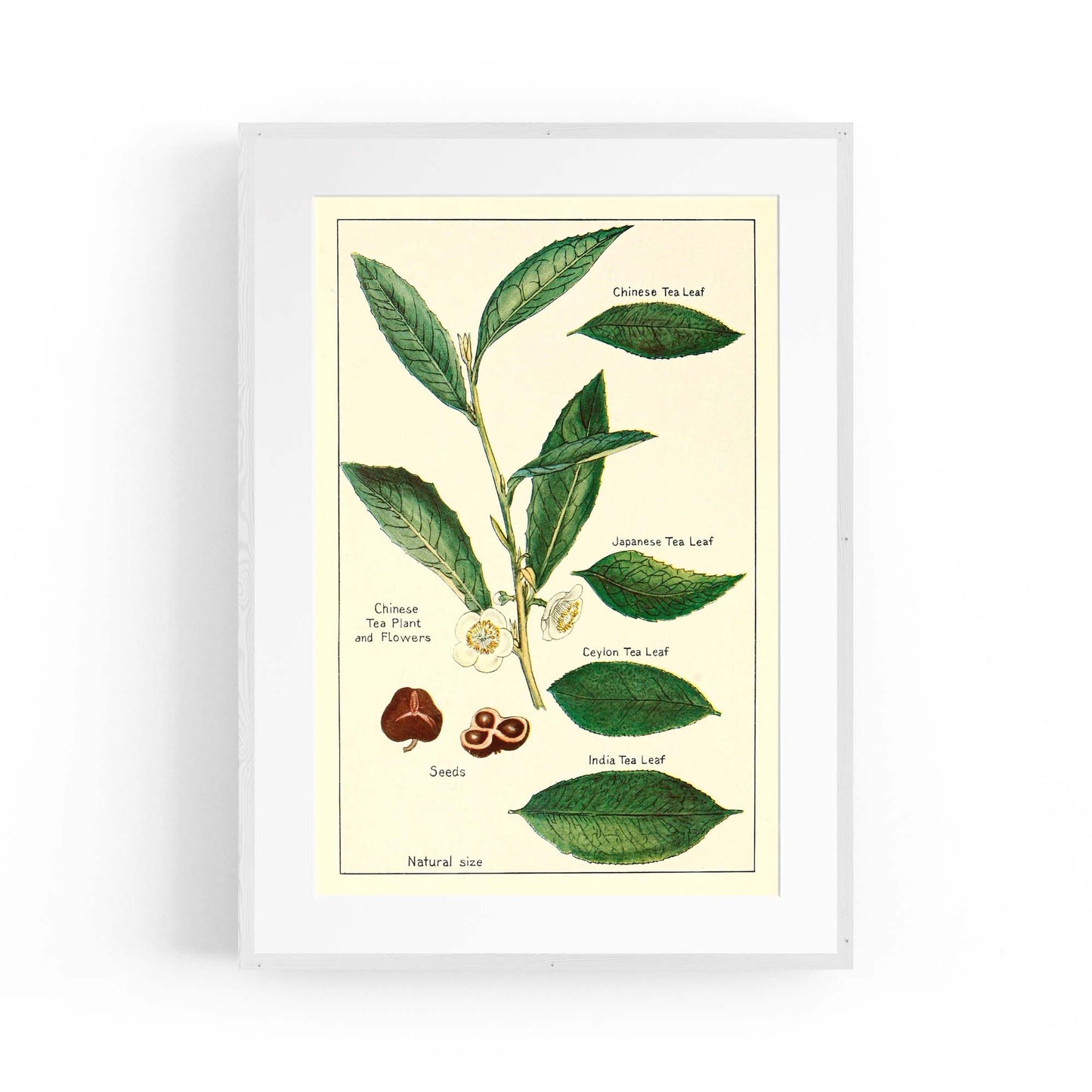 Green Tea Botanical Drawing Kitchen Wall Art - The Affordable Art Company