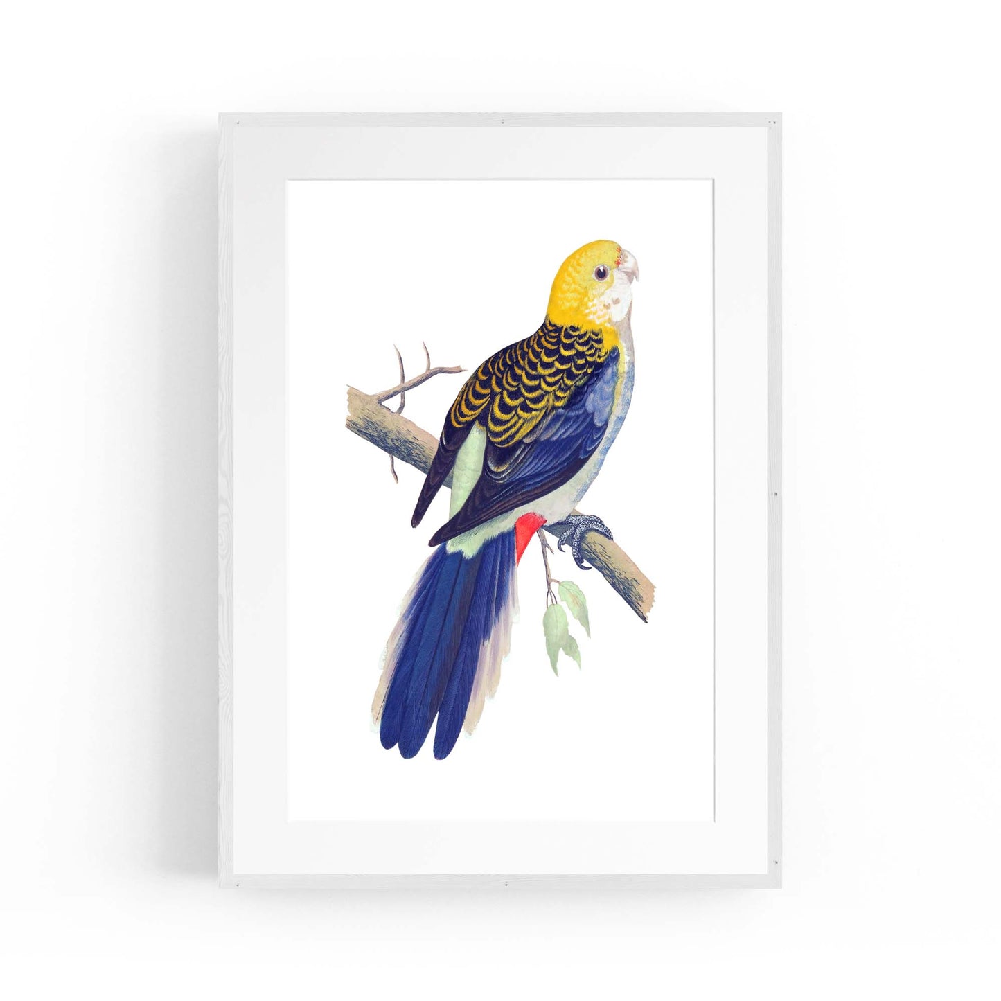 Pale Headed Rosella Exotic Bird Drawing Wall Art - The Affordable Art Company