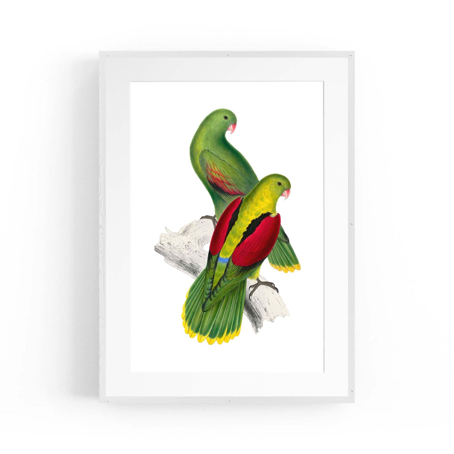 Crimson Winged Parakeet Exotic Bird Wall Art - The Affordable Art Company