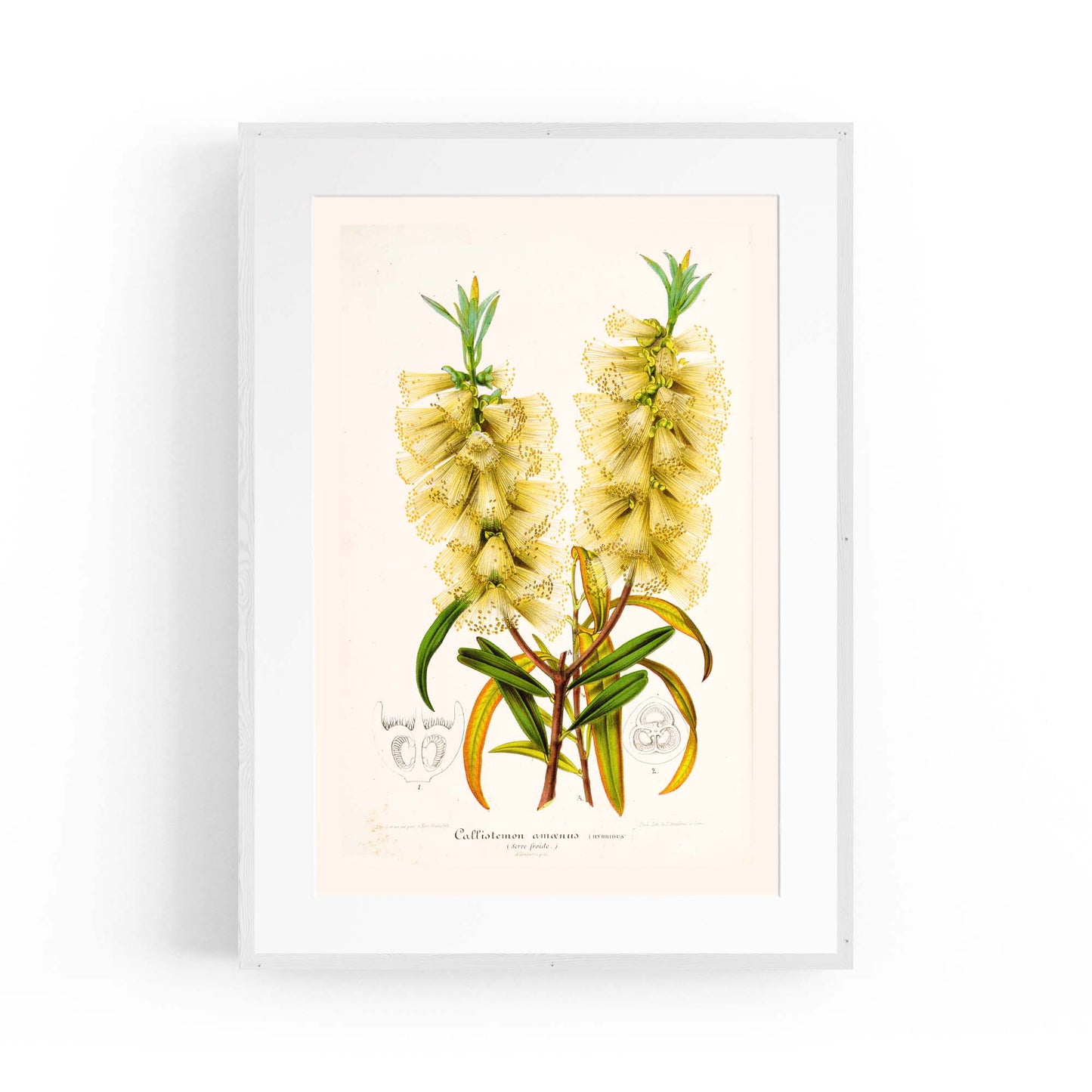 Yellow Flower Vintage Botanical Kitchen Wall Art #4 - The Affordable Art Company