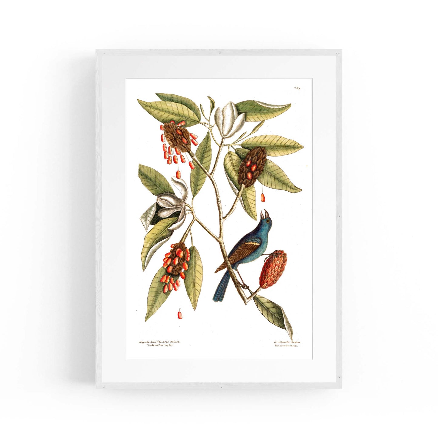 Sweet Bay Flower Botanical Kitchen Wall Art - The Affordable Art Company