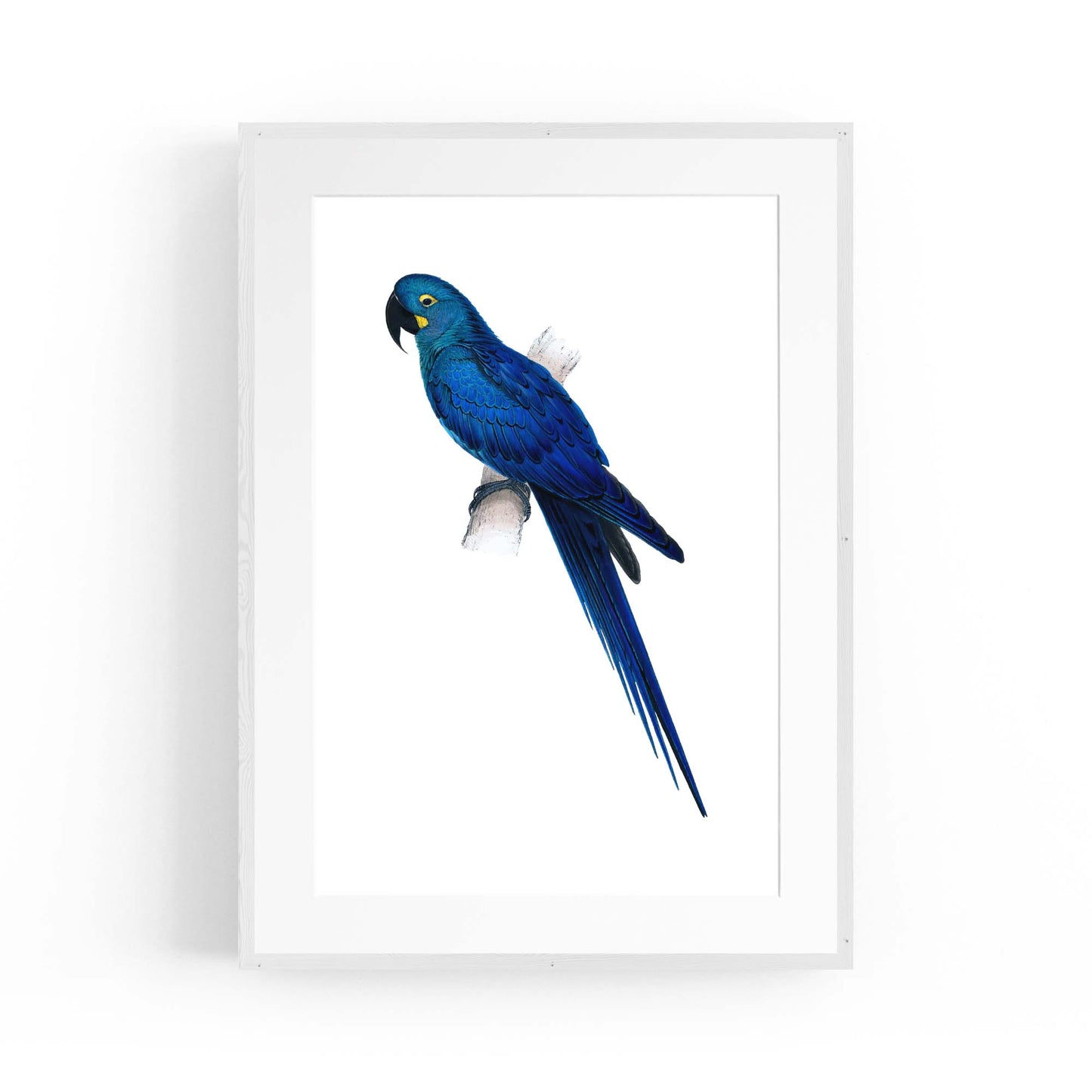 Hyacinth Macaw Blue Exotic Bird Drawing Wall Art - The Affordable Art Company