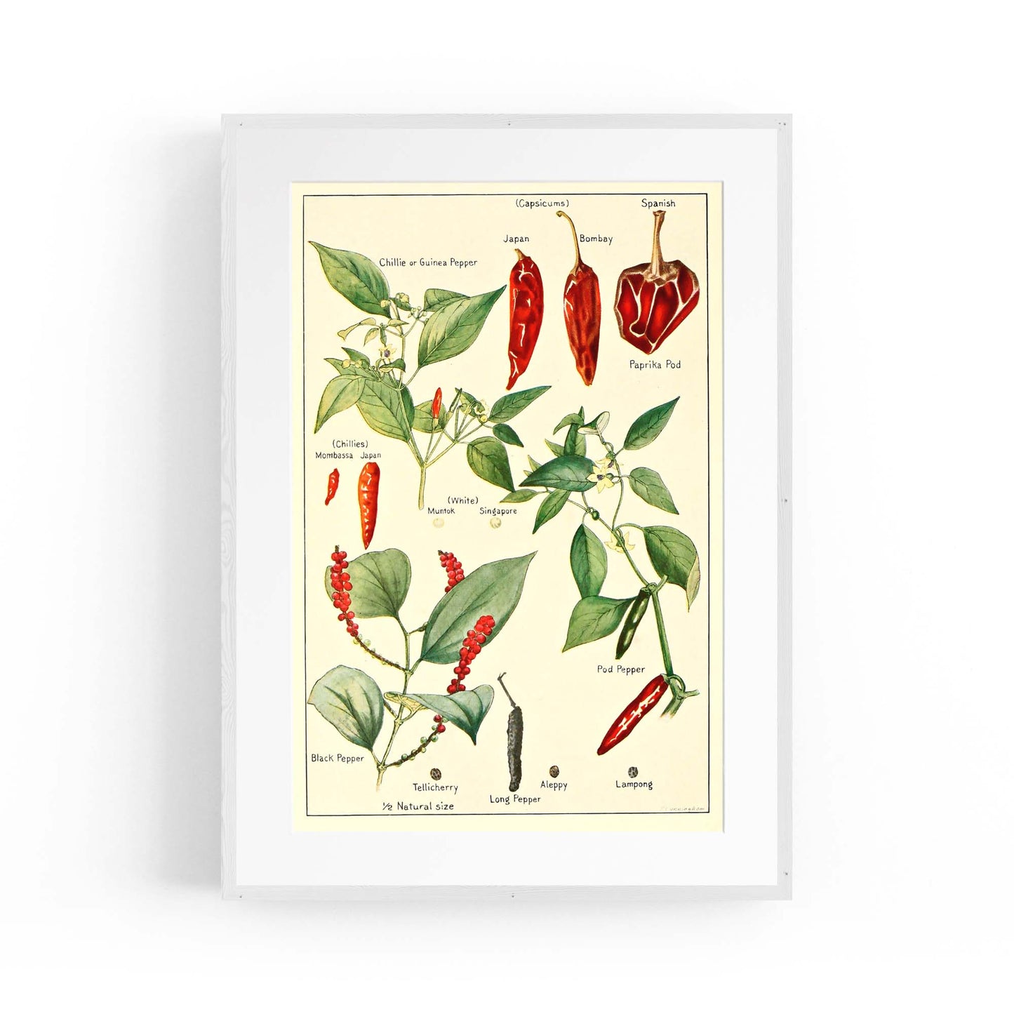 Chilli Botanical Drawing Kitchen Food Wall Art - The Affordable Art Company