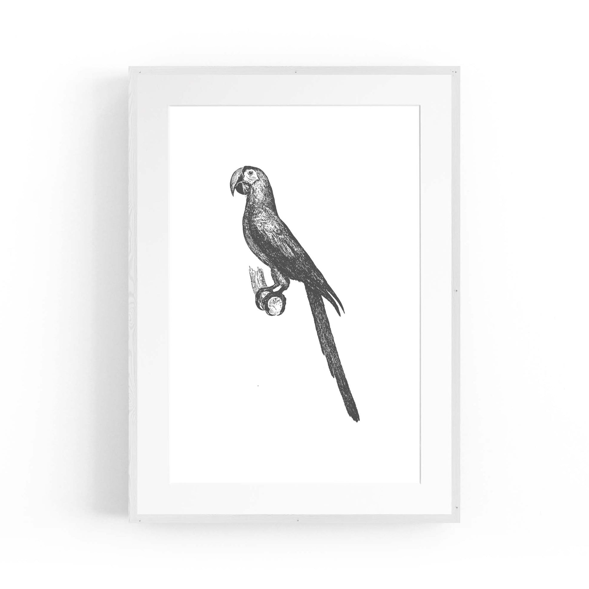 Parrot Drawing Minimal Exotic Bird Wall Art - The Affordable Art Company