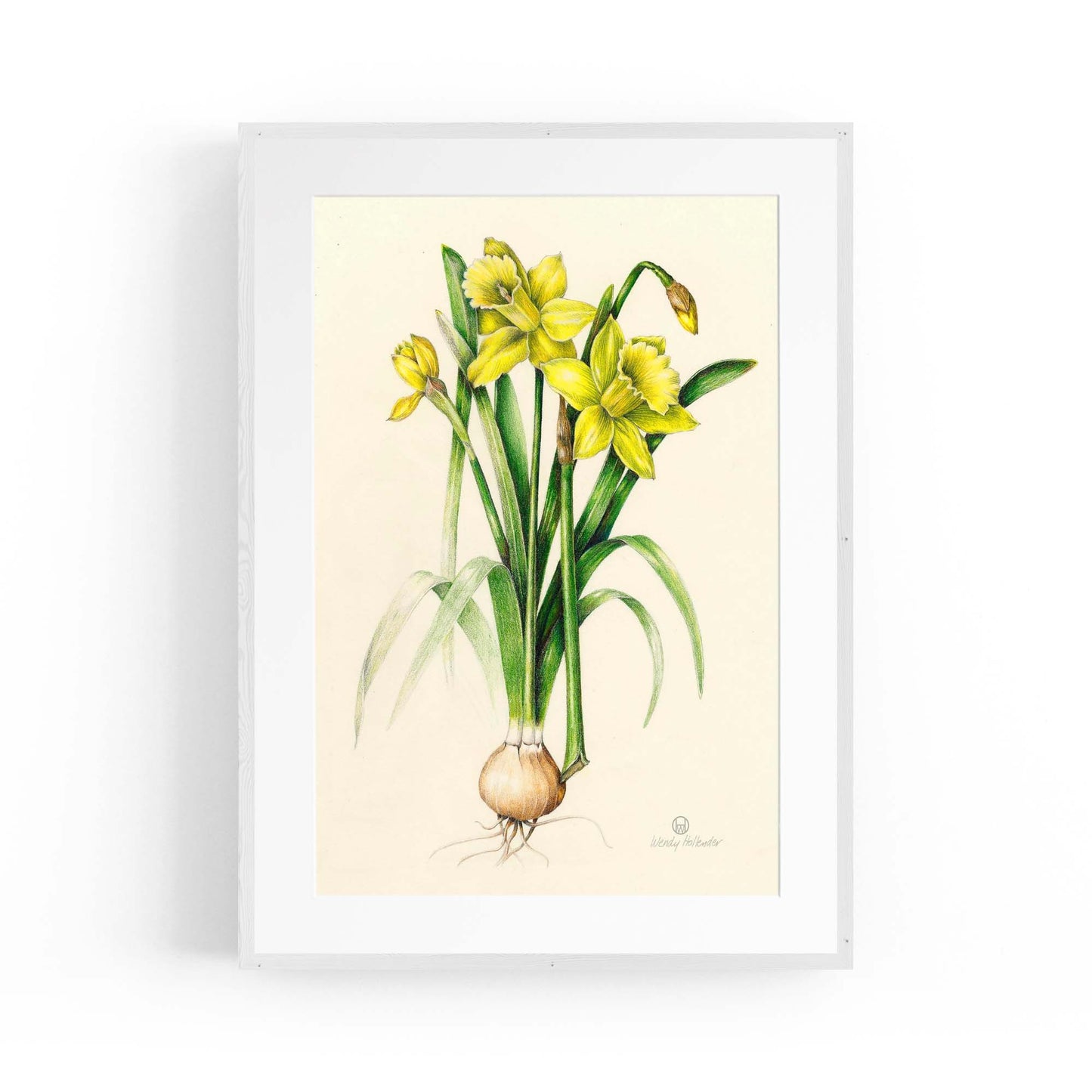 Daffodil Flower Botanical Drawing Kitchen Wall Art - The Affordable Art Company