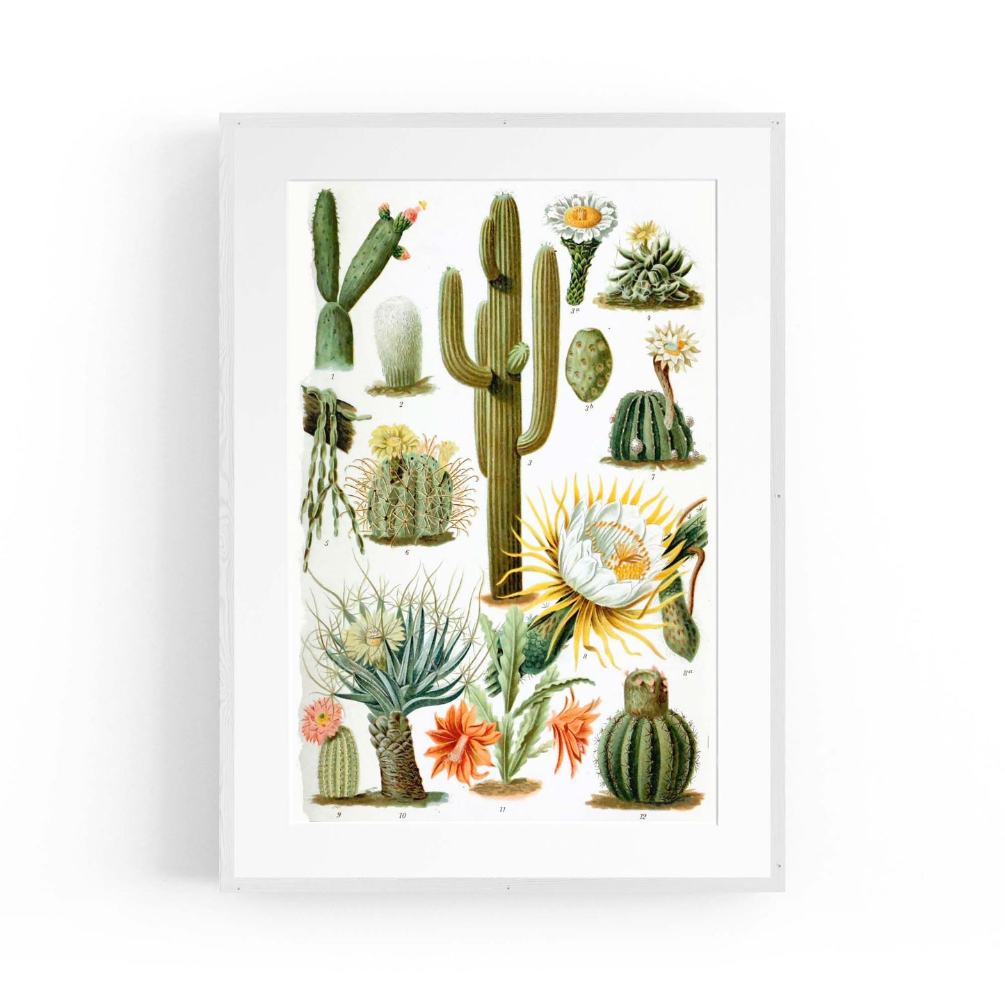 Cactus Botanical Drawing Kitchen Plant Wall Art - The Affordable Art Company