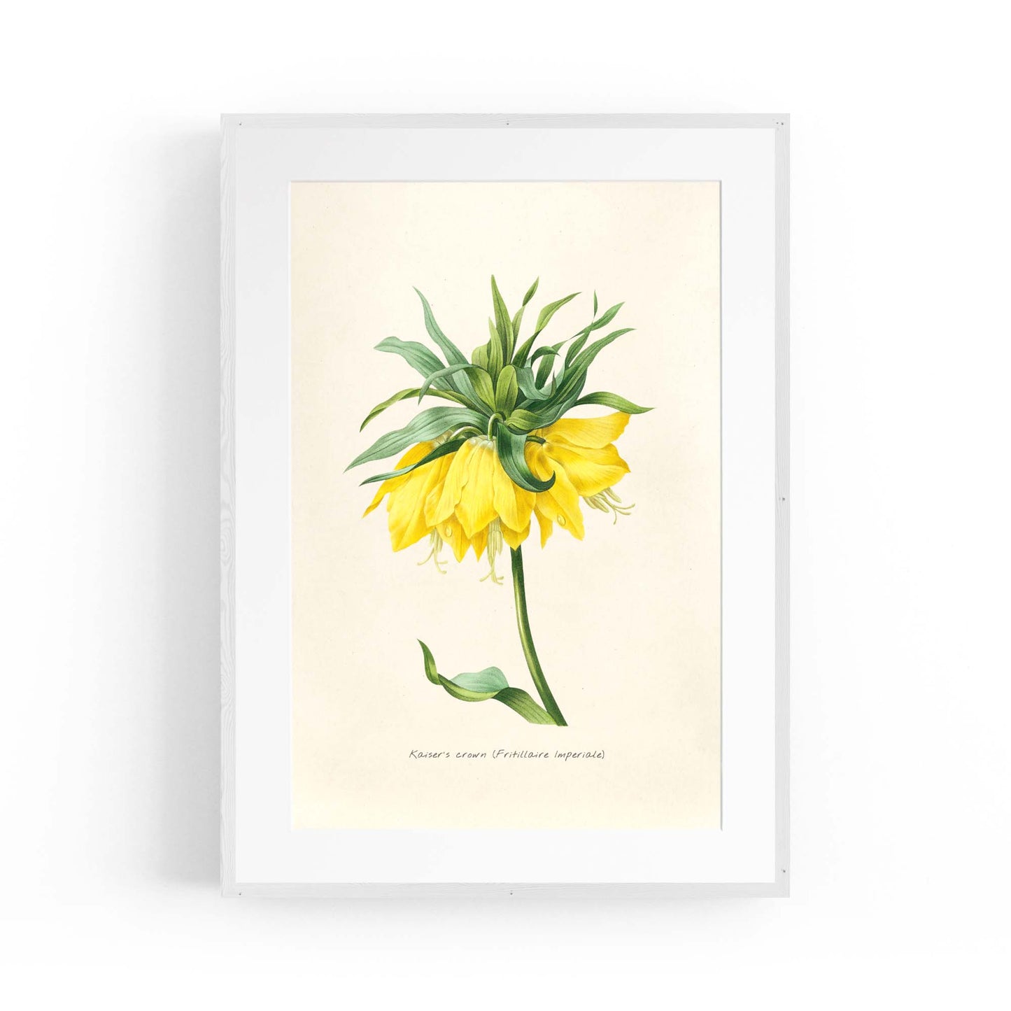 Yellow Flower Vintage Botanical Kitchen Wall Art #1 - The Affordable Art Company