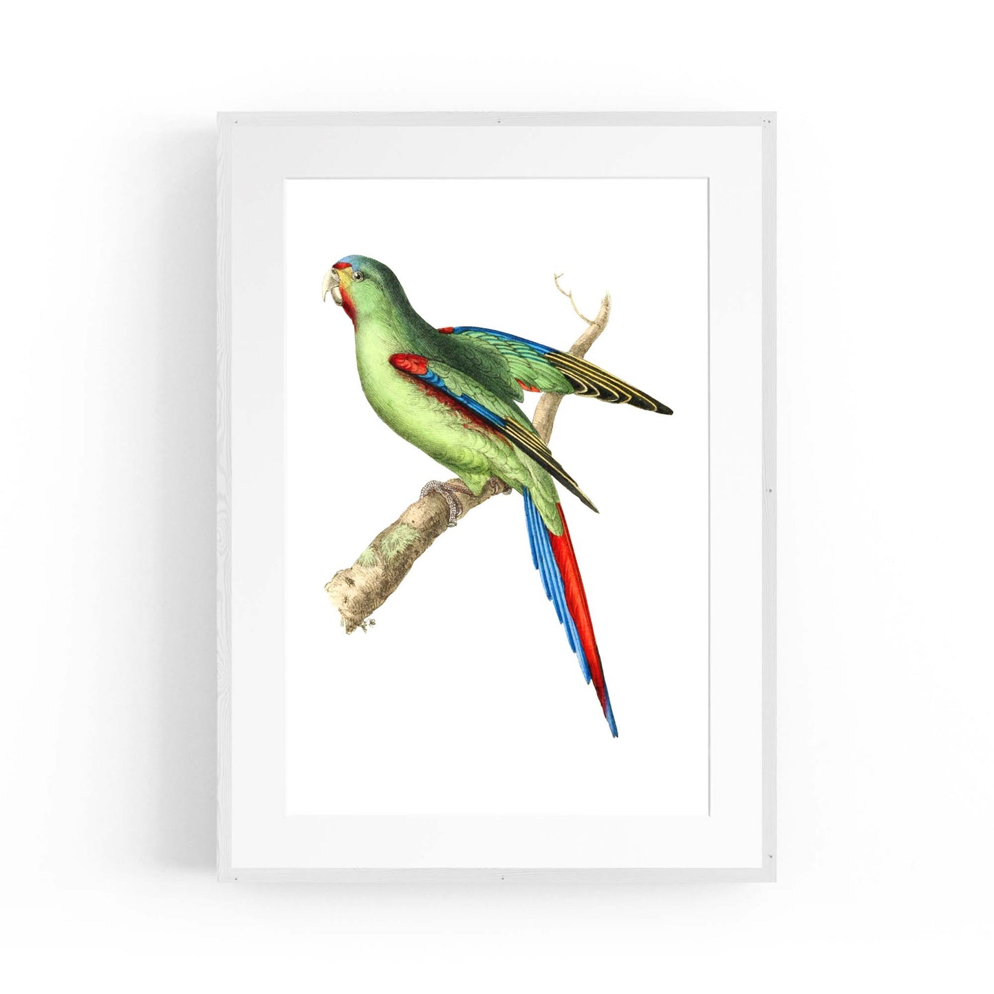 Red-Shouldered Parakeet Exotic Bird Wall Art - The Affordable Art Company