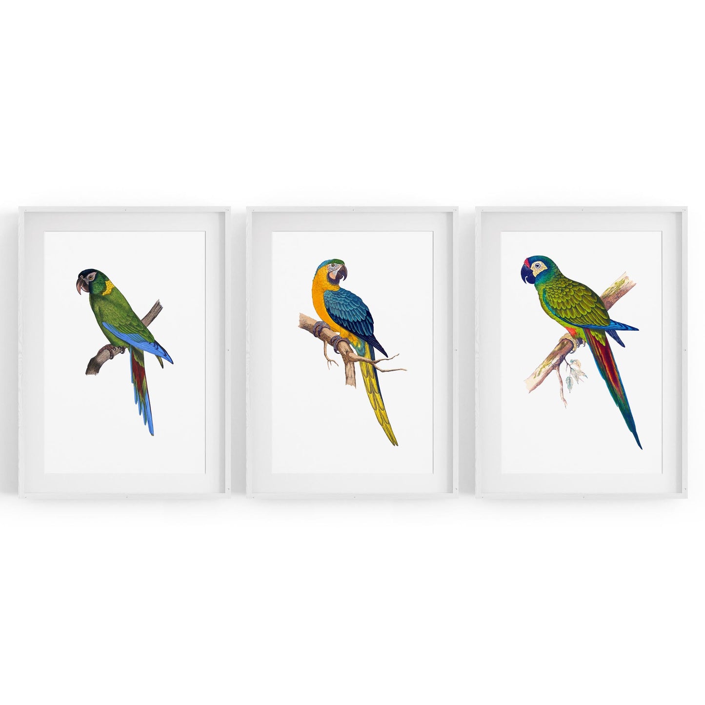 Set of Exotic Bird Drawings Australian Wall Art - The Affordable Art Company