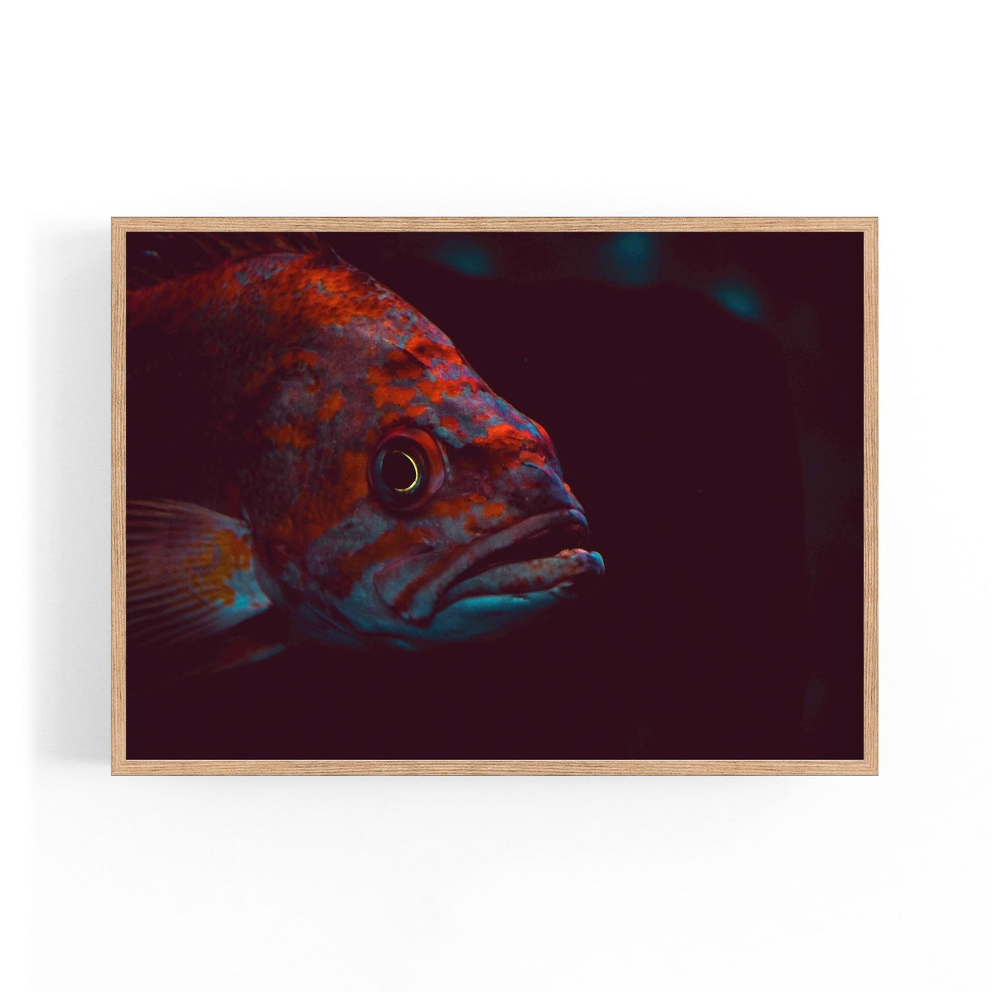 Majestic Fish Minimal Photograph Wall Art - The Affordable Art Company