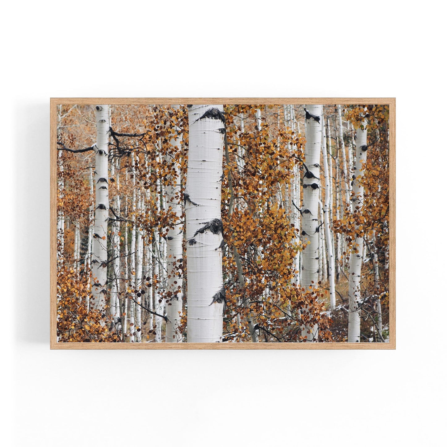 Birch Tree Forest Nature Photograph Wall Art - The Affordable Art Company