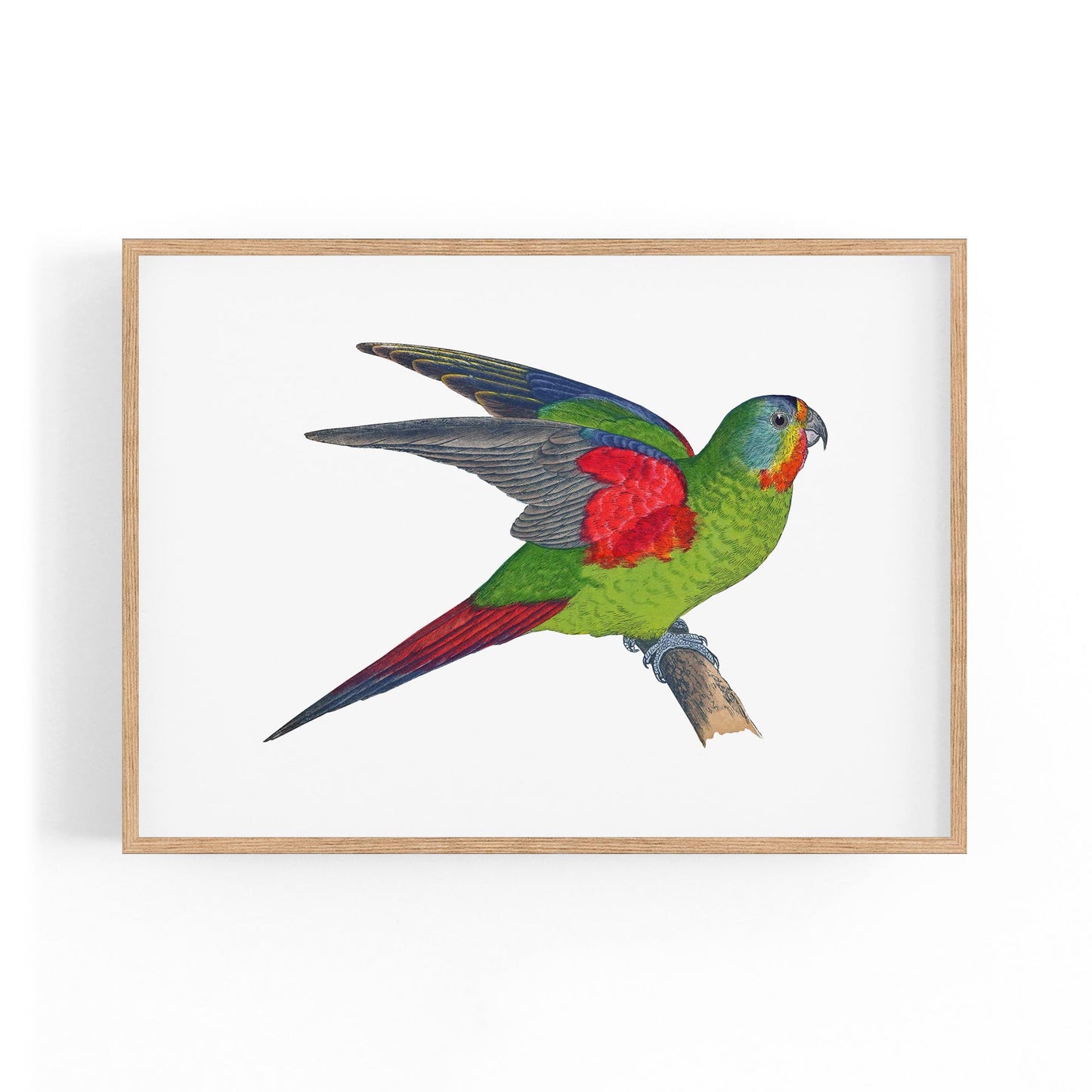 Swift Lorikeet Exotic Bird Drawing Wall Art - The Affordable Art Company