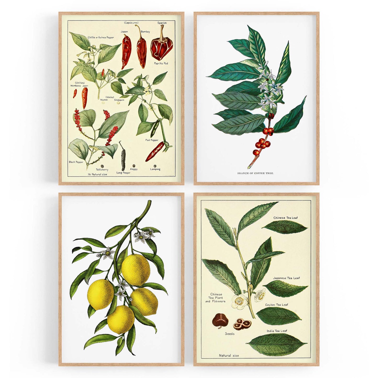 Set of 4 Vintage Botanical Kitchen Food Drawing Wall Art - The Affordable Art Company