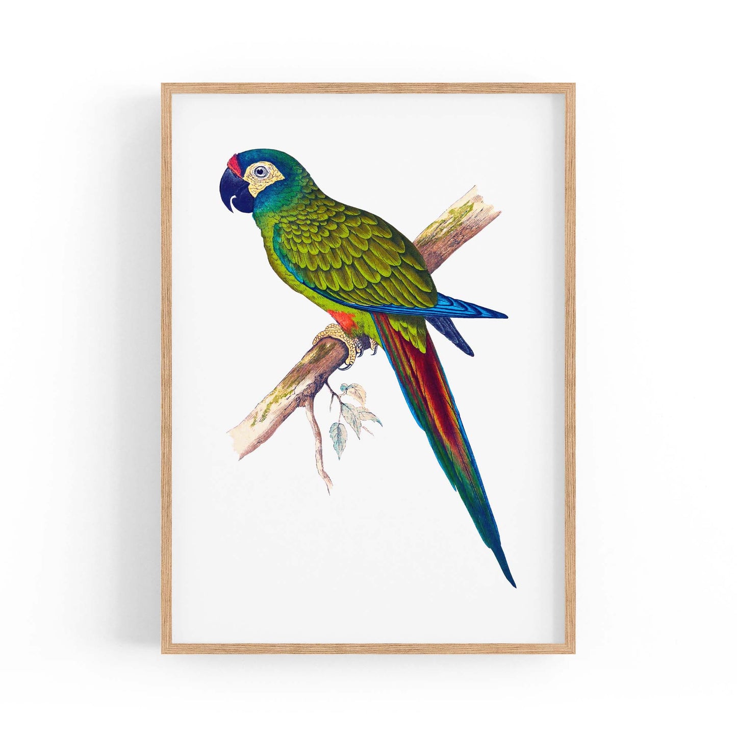 Blue-Winged Macaw Exotic Bird Drawing Wall Art - The Affordable Art Company