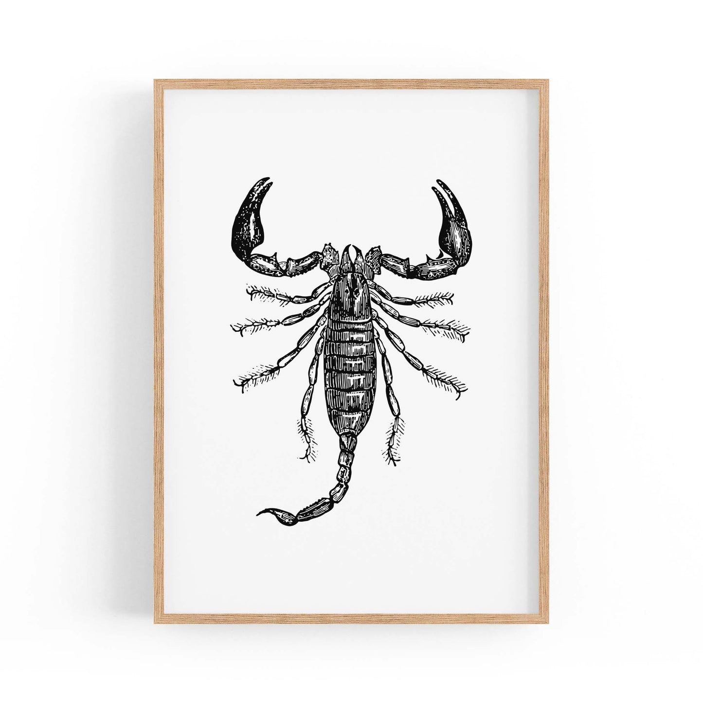 Scorpion Drawing Insect Man Cave Wall Art - The Affordable Art Company