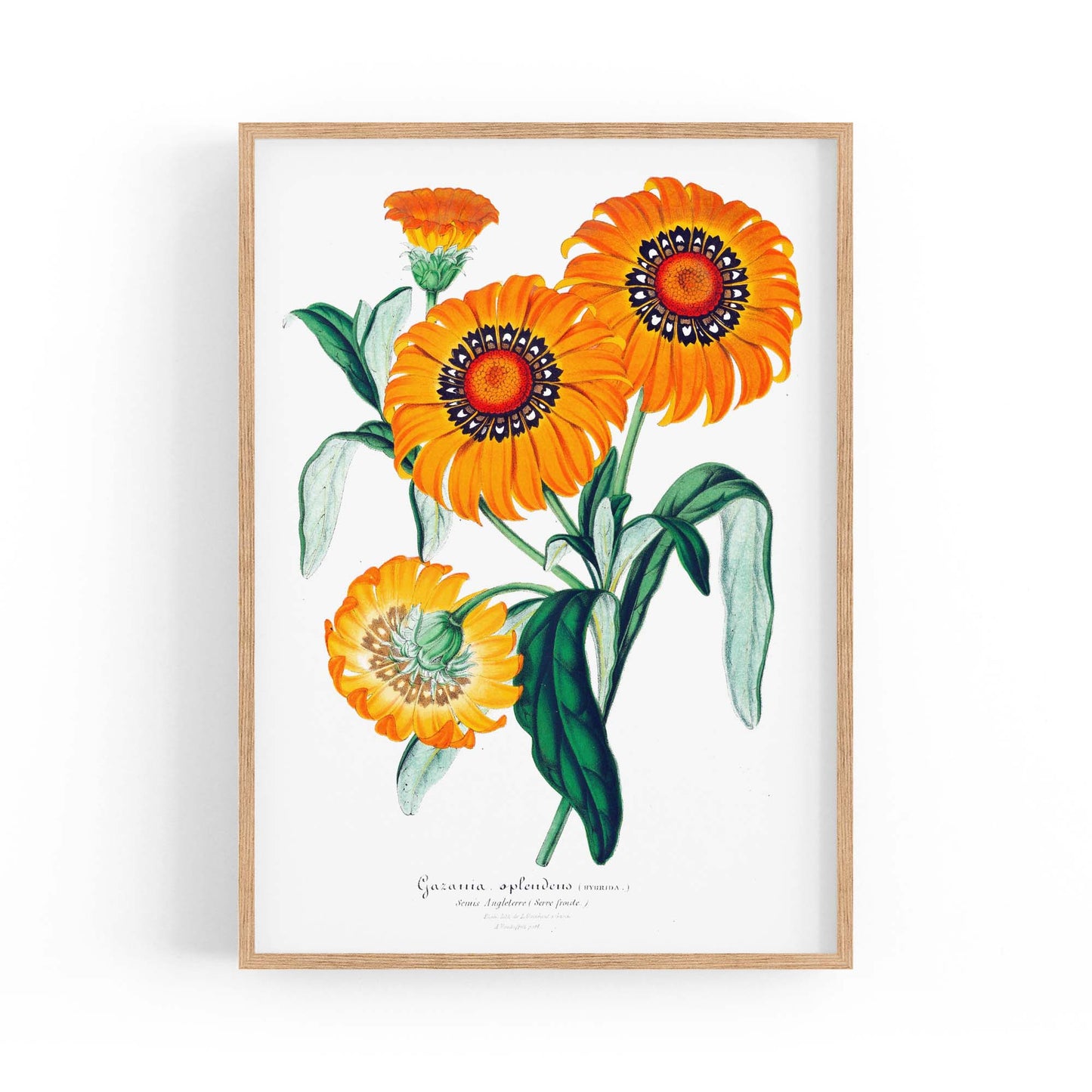 Orange Flowers Vintage Botanical Wall Art - The Affordable Art Company