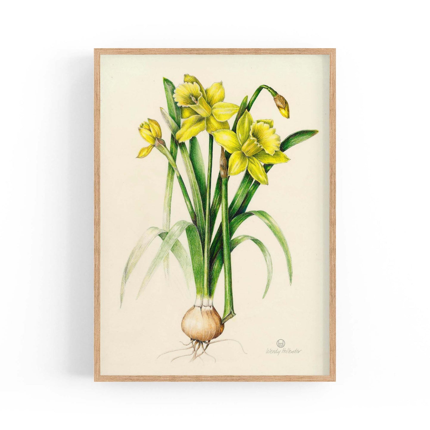 Daffodil Flower Botanical Drawing Kitchen Wall Art - The Affordable Art Company