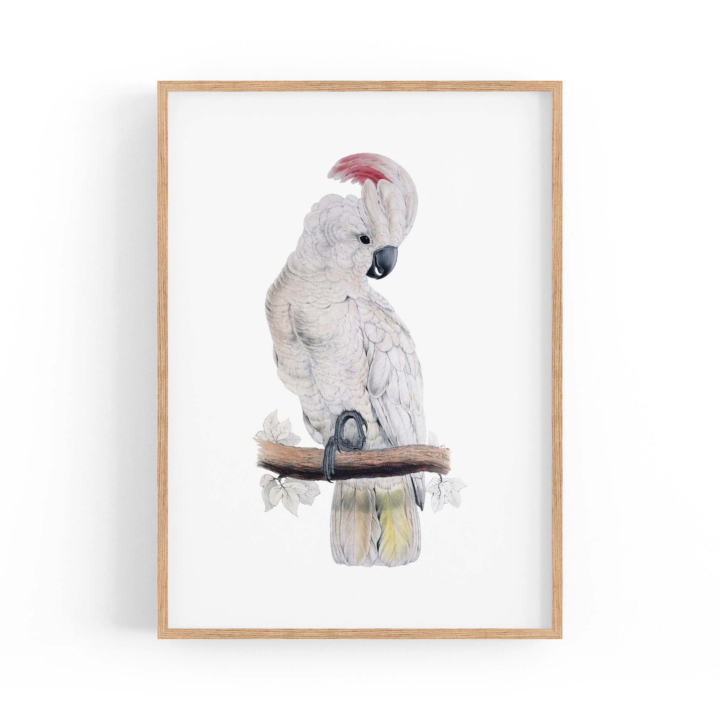 Salmon Crested Cockatoo Exotic Bird Wall Art - The Affordable Art Company