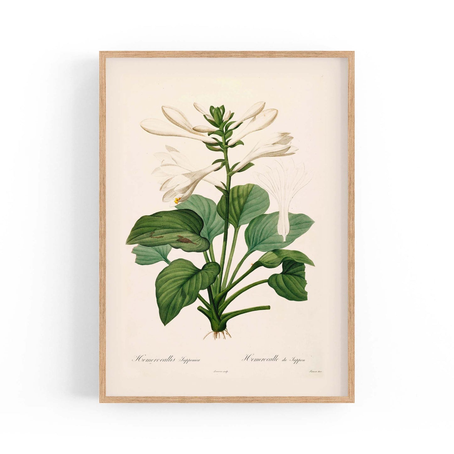 White Flower Vintage Botanical Kitchen Wall Art #2 - The Affordable Art Company