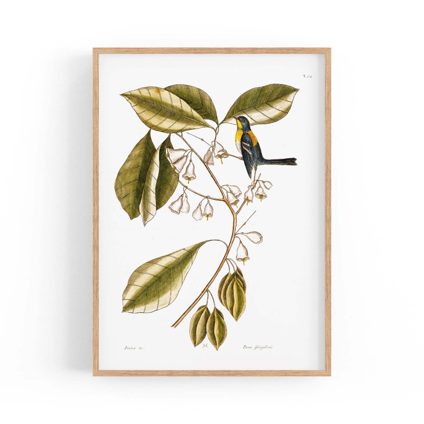 White Flower Vintage Botanical Kitchen Wall Art #1 - The Affordable Art Company