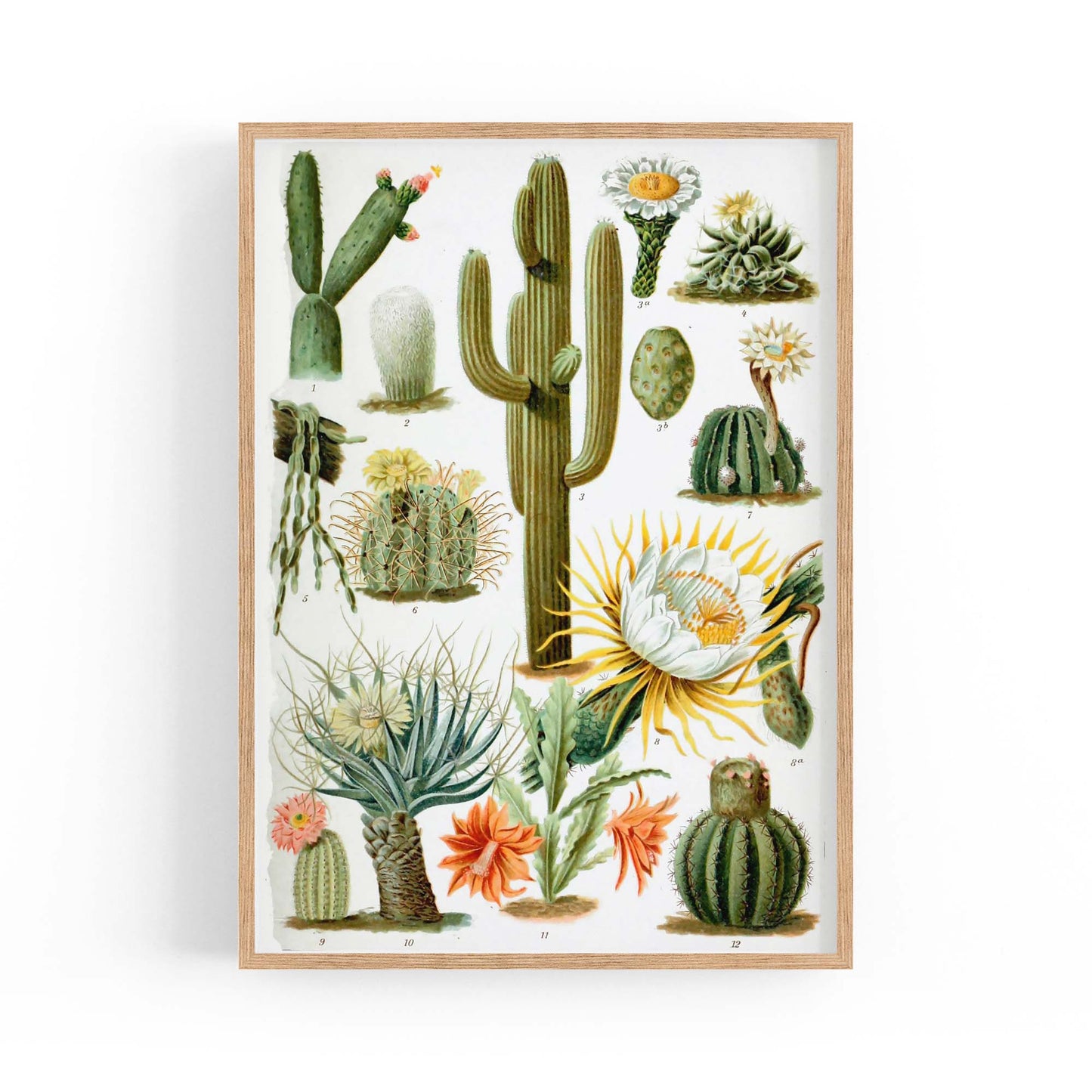 Cactus Botanical Drawing Kitchen Plant Wall Art - The Affordable Art Company