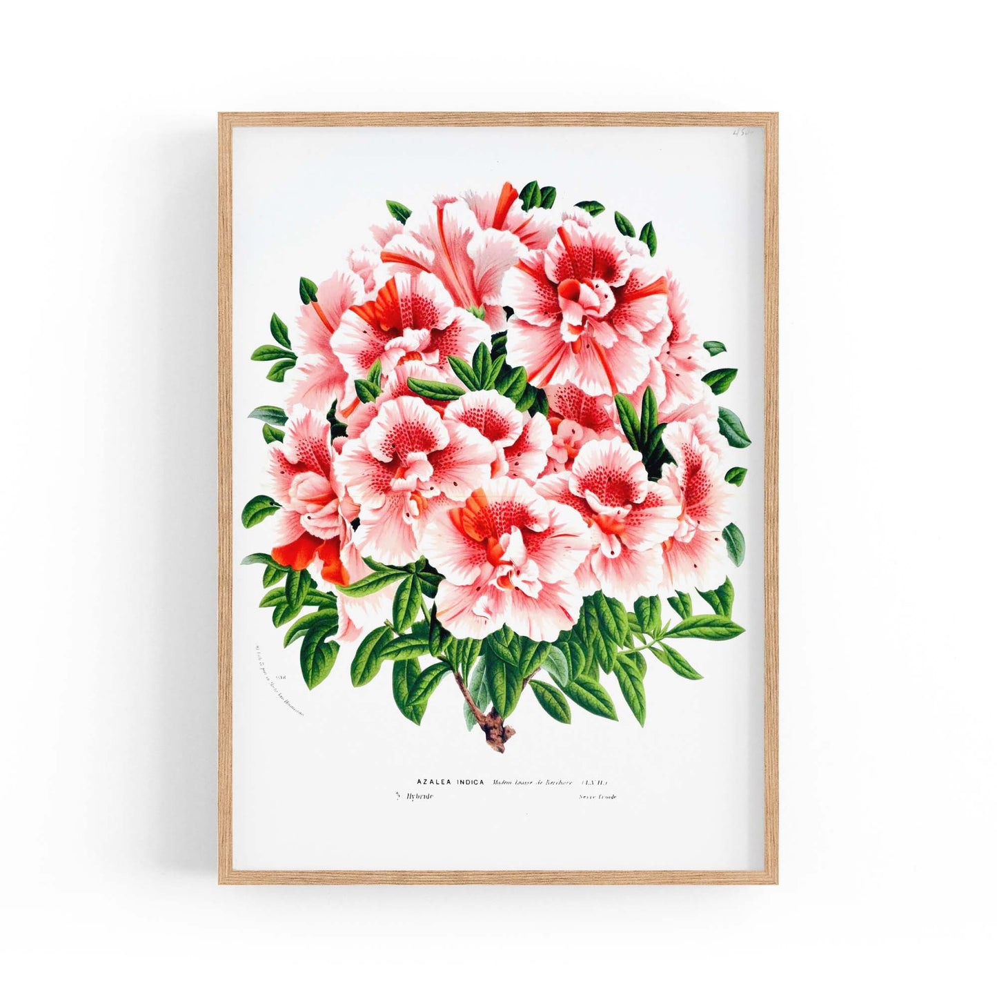 Vintage Pink Azalea Flowers Botanical Kitchen Wall Art #2 - The Affordable Art Company