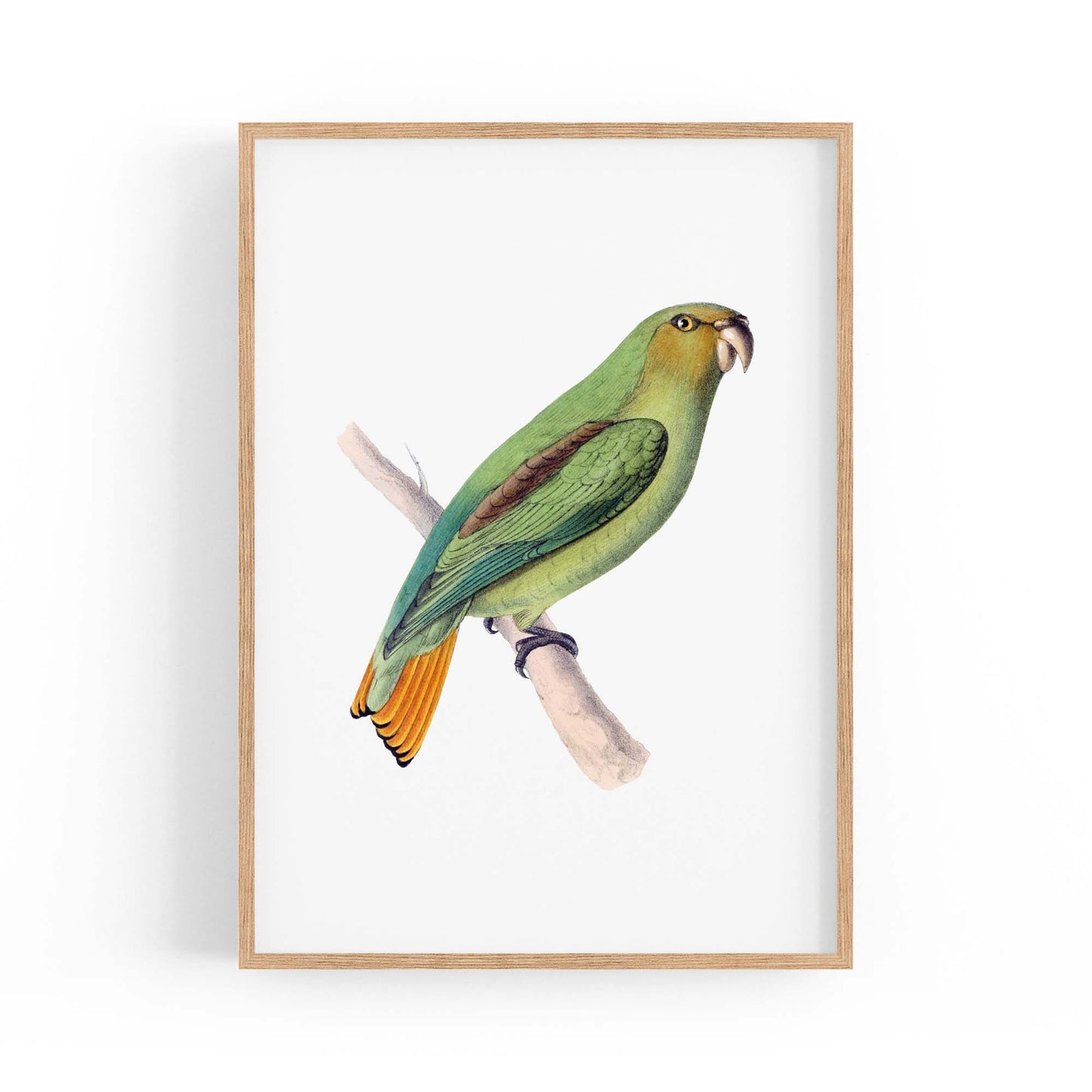 Golden-Tailed Parrot Exotic Bird Drawing Wall Art - The Affordable Art Company