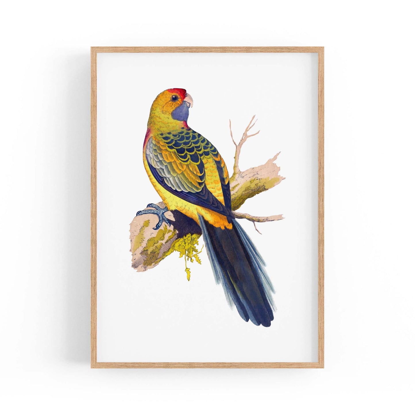 Yellow Rumped Parakeet Exotic Bird Wall Art - The Affordable Art Company