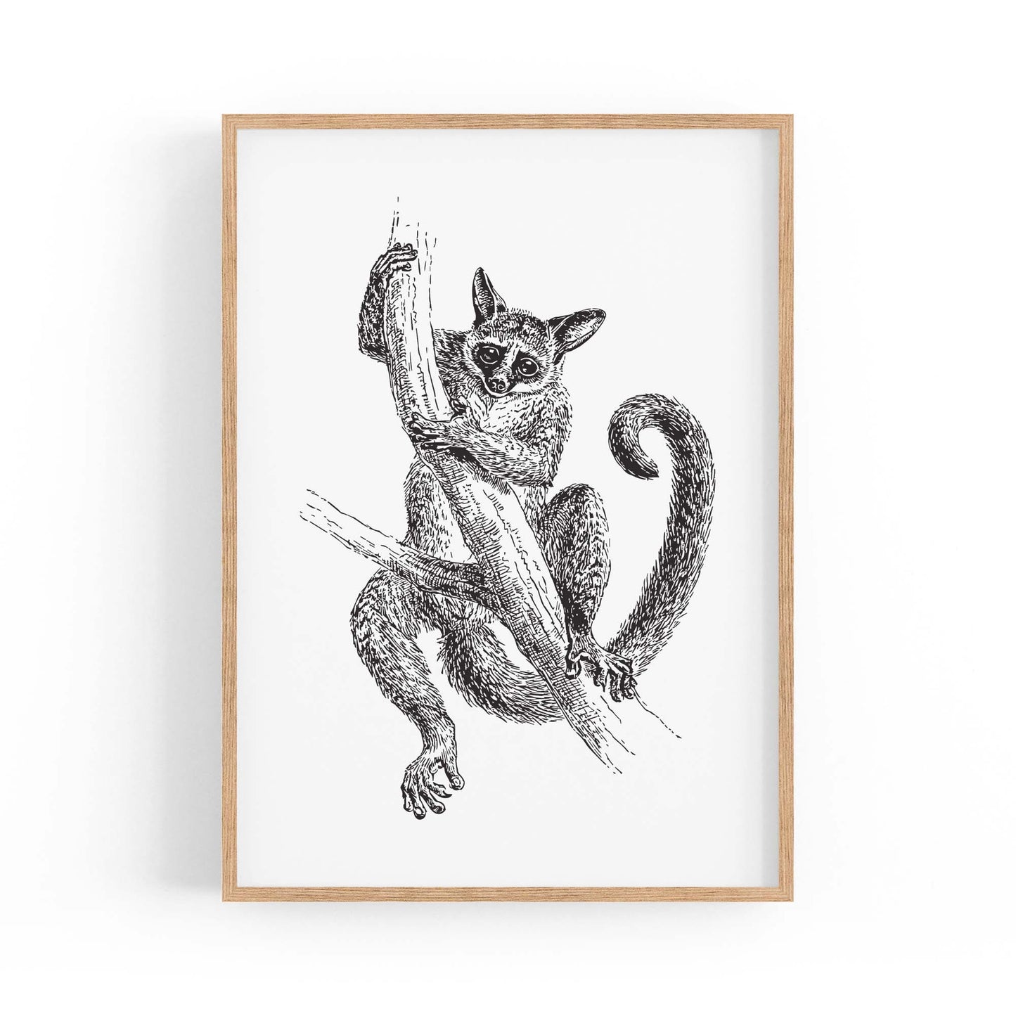 Lemur Detailed Drawing Animal Wall Art - The Affordable Art Company