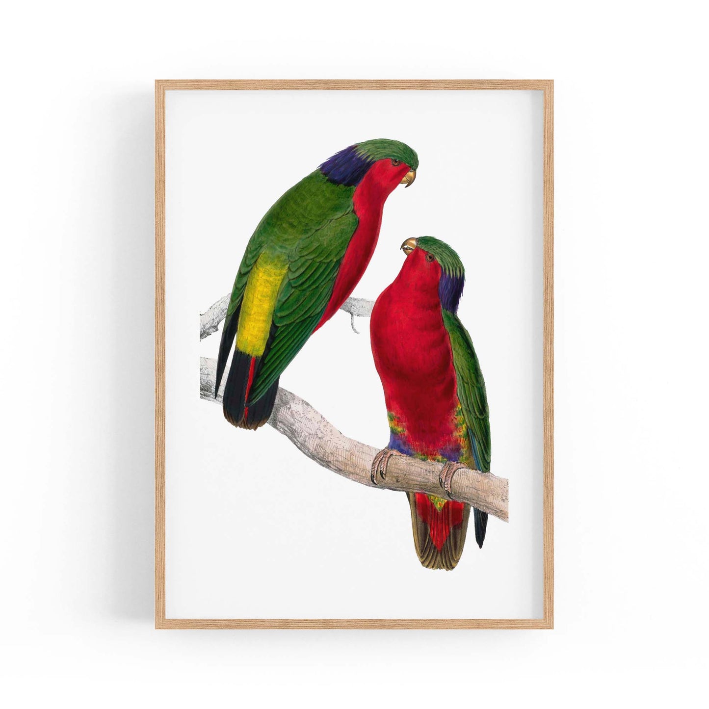 Kuhl's Lorikeet Exotic Bird Drawing Wall Art - The Affordable Art Company