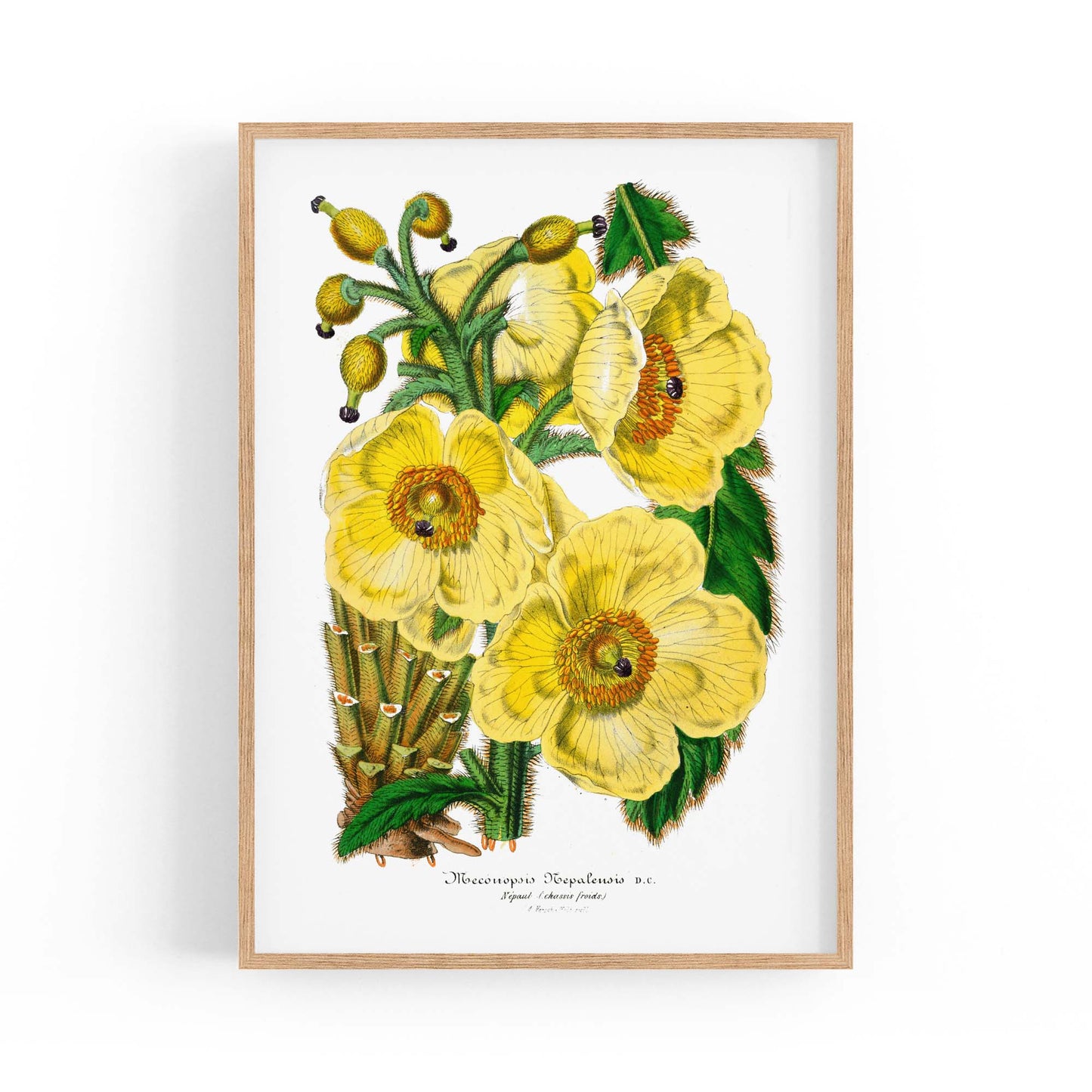 Yellow Flower Vintage Botanical Kitchen Wall Art #3 - The Affordable Art Company