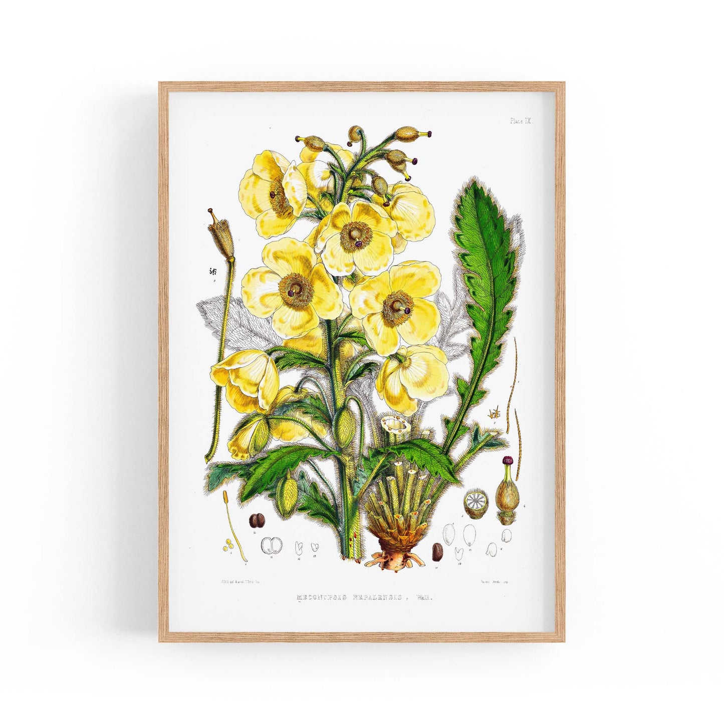 Yellow Flower Vintage Botanical Kitchen Wall Art #5 - The Affordable Art Company