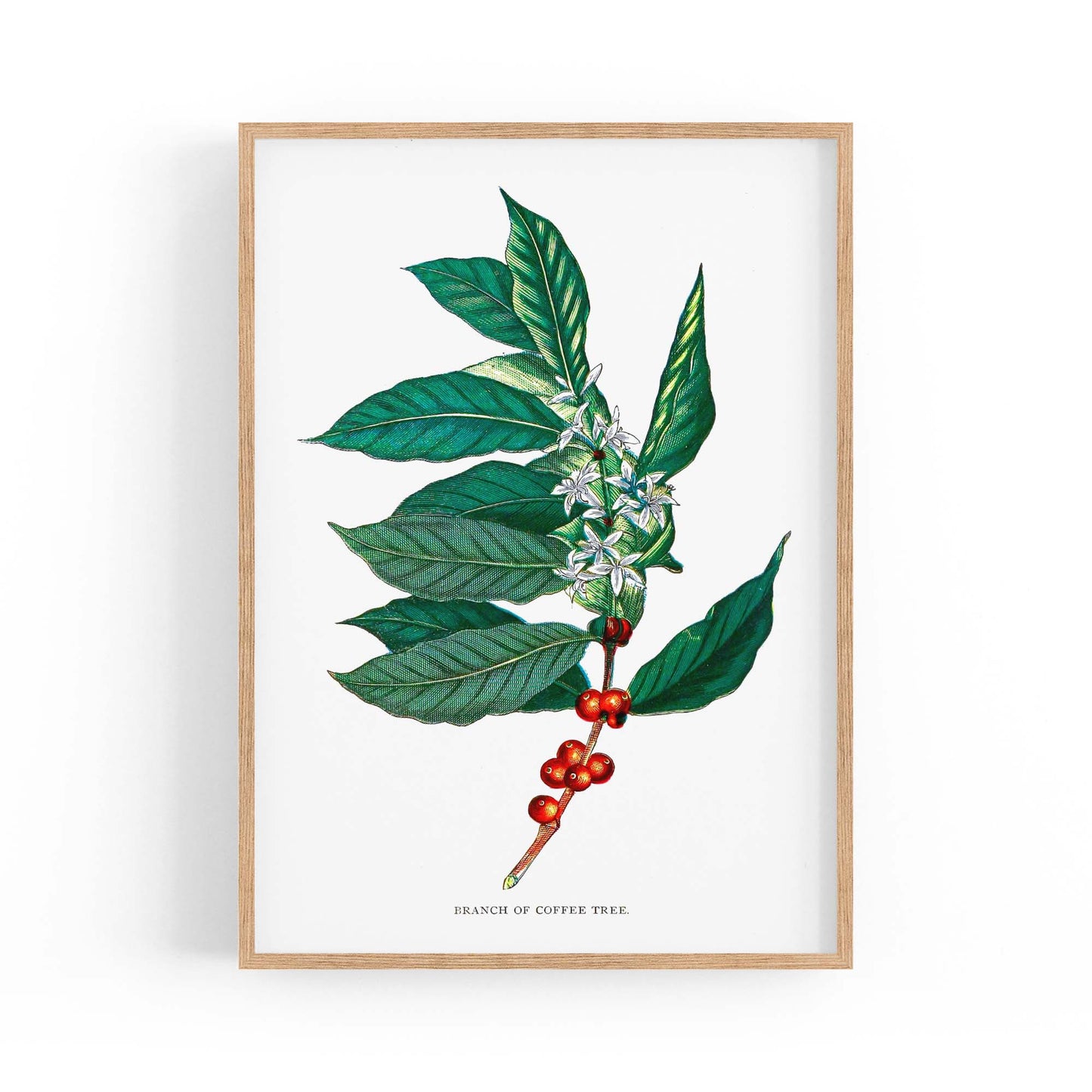 Coffee Branch Botanical Kitchen Cafe Wall Art #2 - The Affordable Art Company