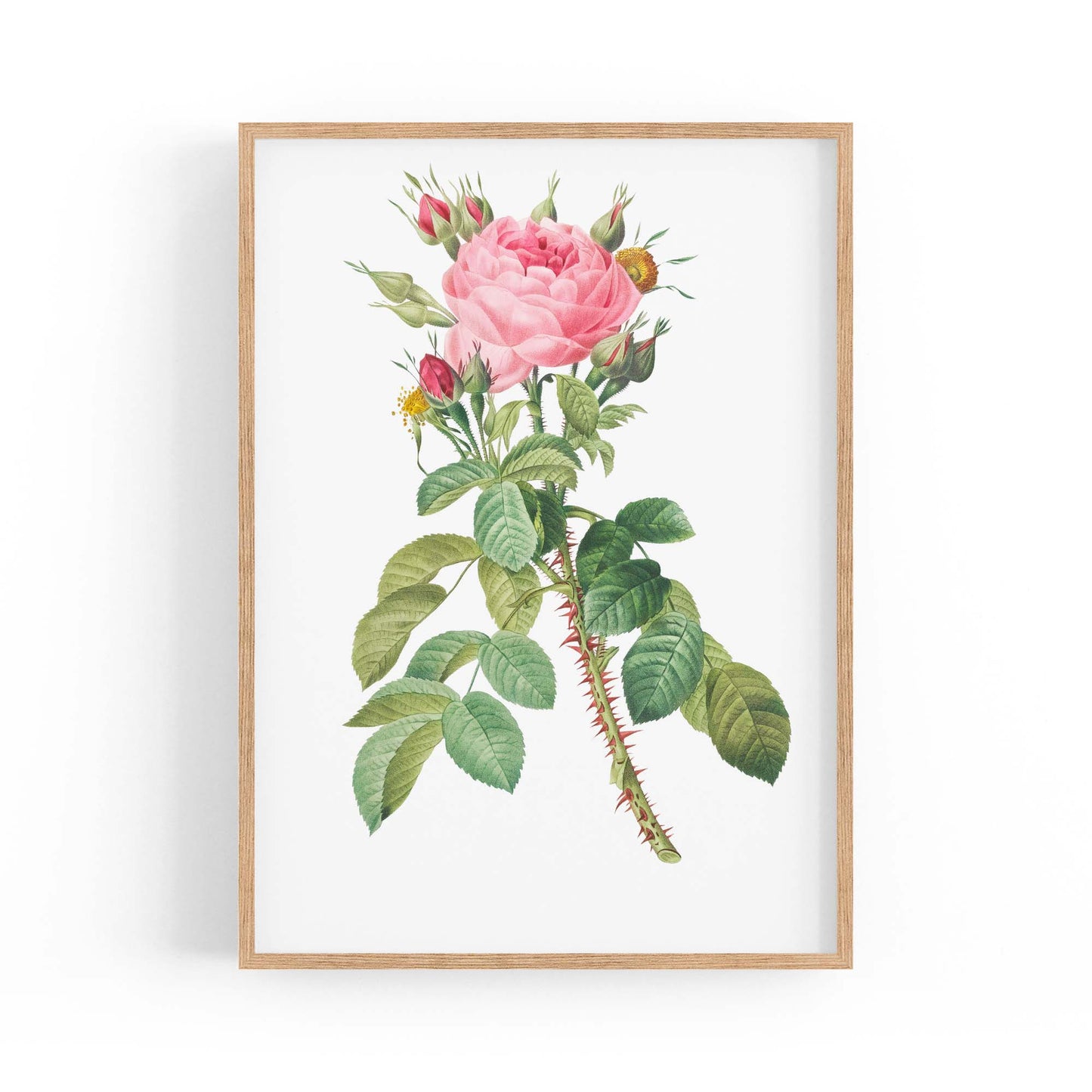 Rose Flower Botanical Drawing Kitchen Wall Art - The Affordable Art Company