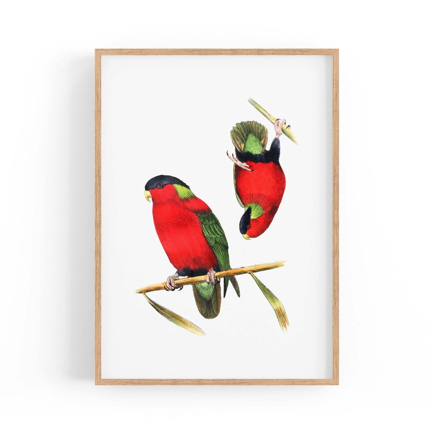 Collared Lories Bird Exotic Drawing Wall Art - The Affordable Art Company