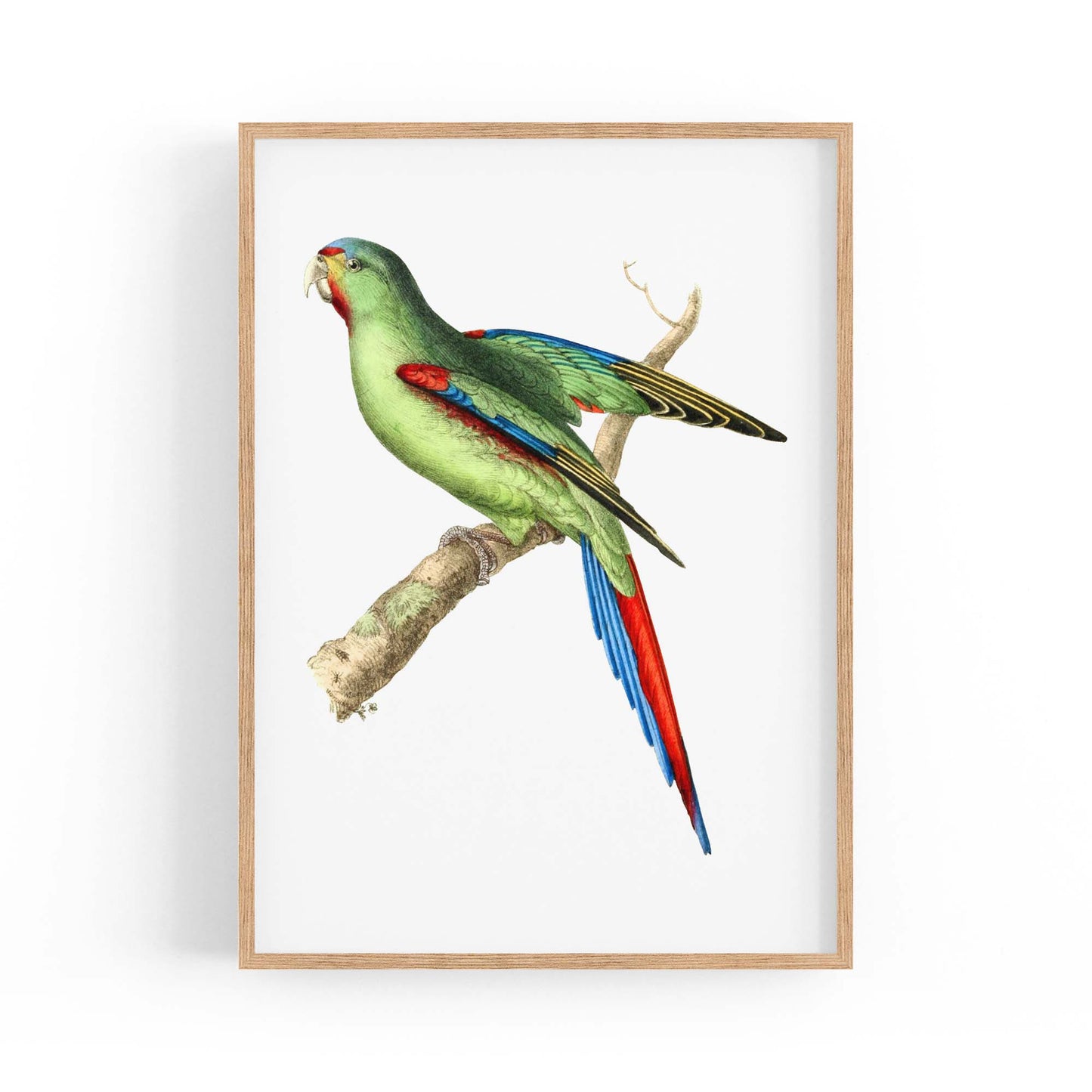 Red-Shouldered Parakeet Exotic Bird Wall Art - The Affordable Art Company