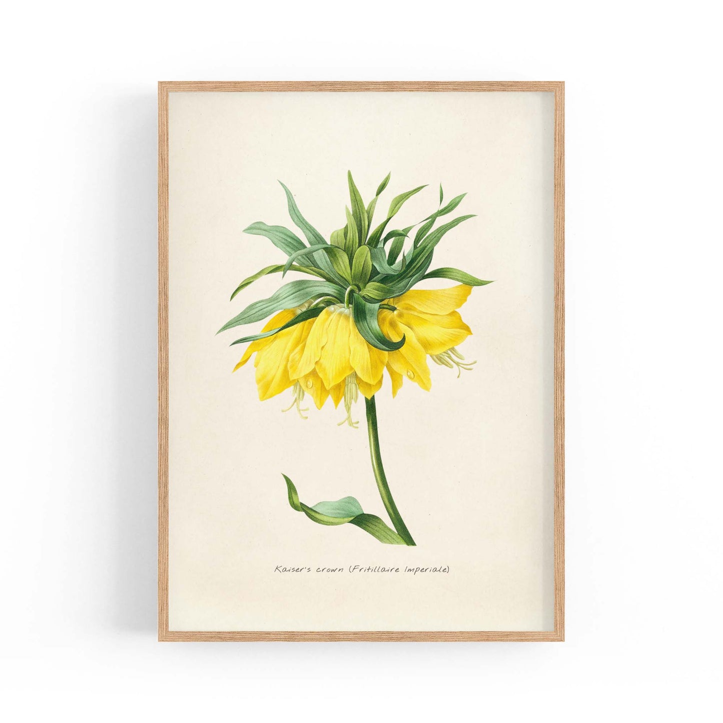 Yellow Flower Vintage Botanical Kitchen Wall Art #1 - The Affordable Art Company