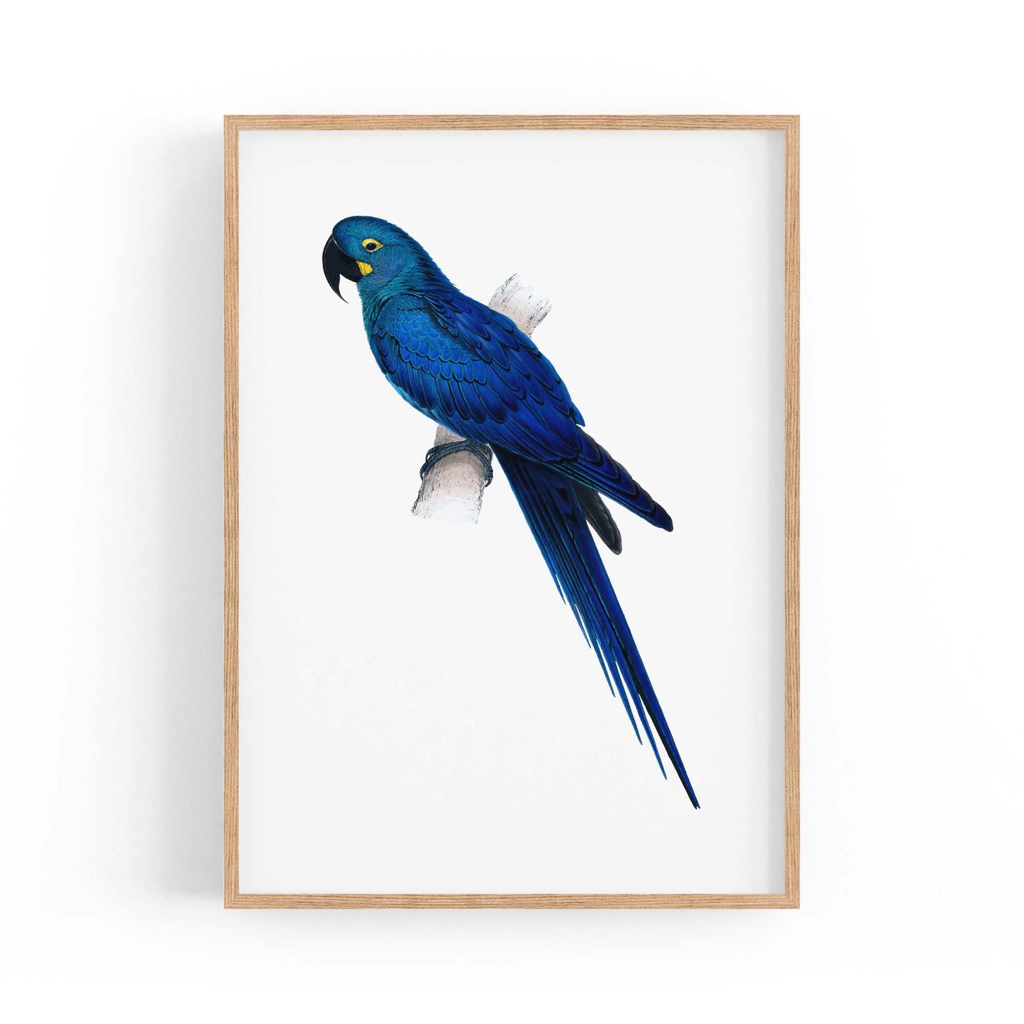 Hyacinth Macaw Blue Exotic Bird Drawing Wall Art - The Affordable Art Company