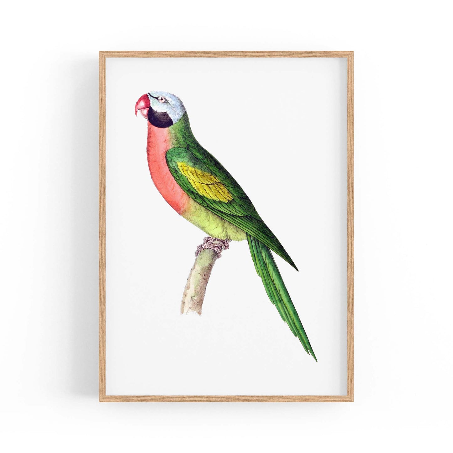 Moustached Parakeet Exotic Bird Drawing Wall Art - The Affordable Art Company