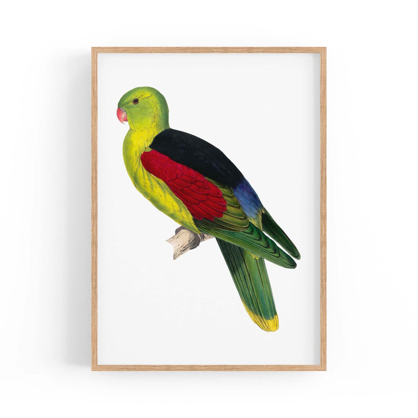 Crimson Winged Male Parakeet Exotic Bird Wall Art - The Affordable Art Company