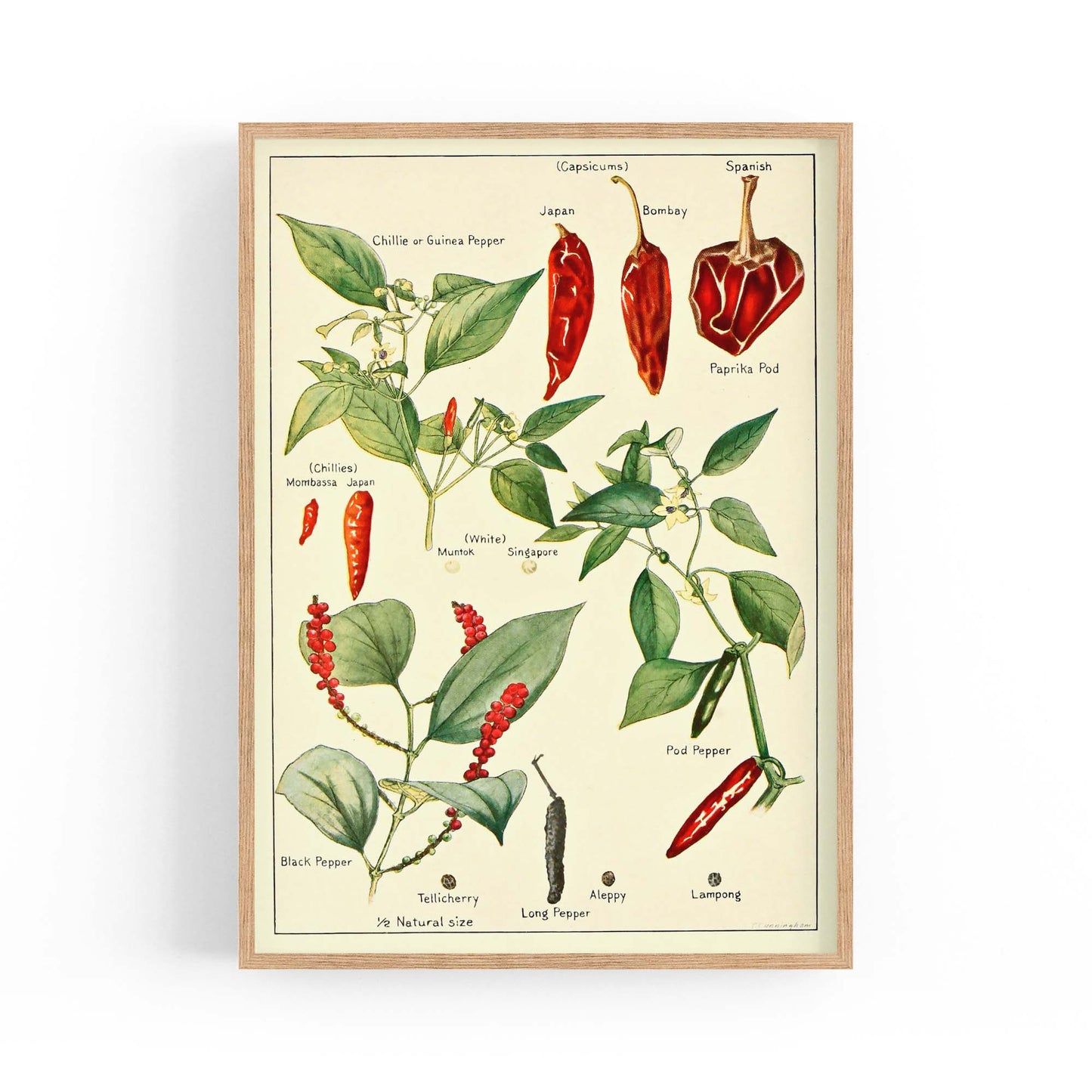 Chilli Botanical Drawing Kitchen Food Wall Art - The Affordable Art Company