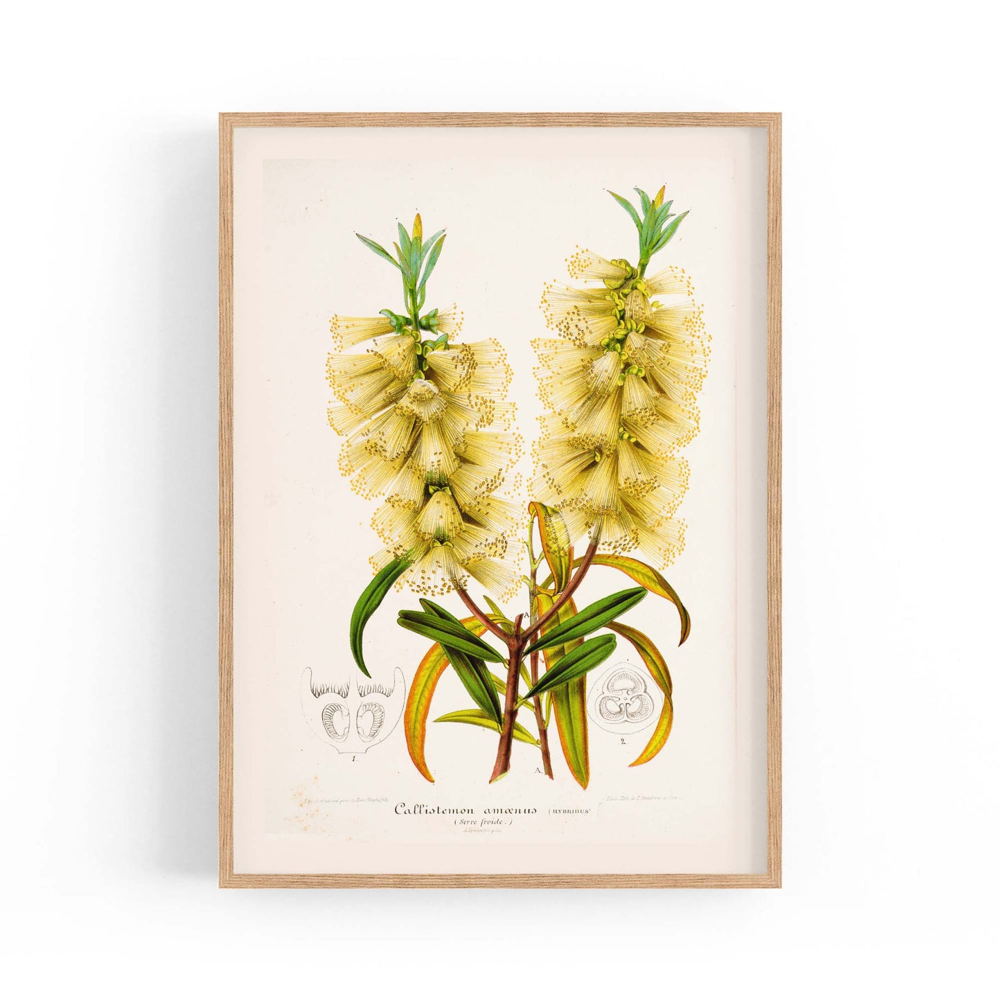 Yellow Flower Vintage Botanical Kitchen Wall Art #4 - The Affordable Art Company