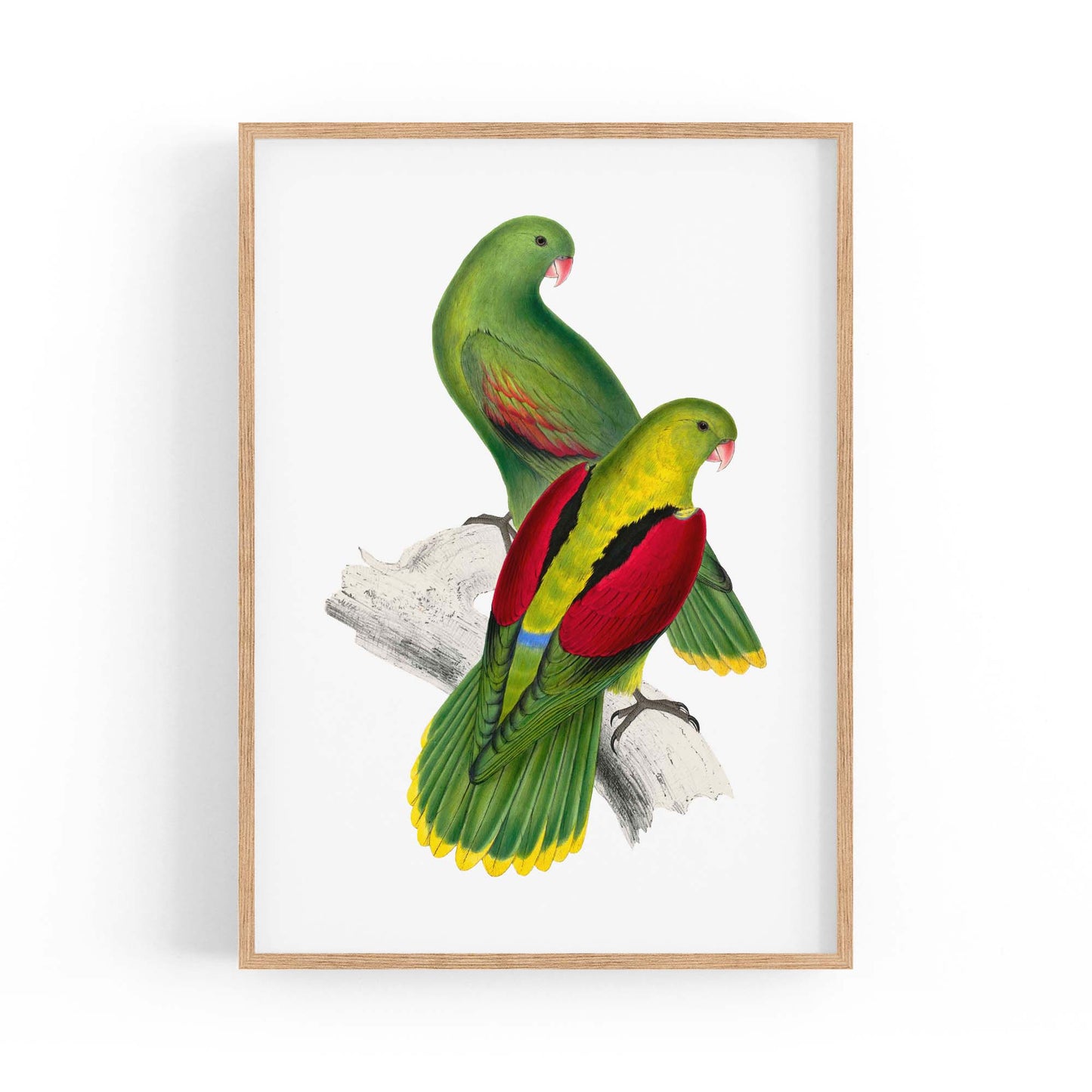 Crimson Winged Parakeet Exotic Bird Wall Art - The Affordable Art Company