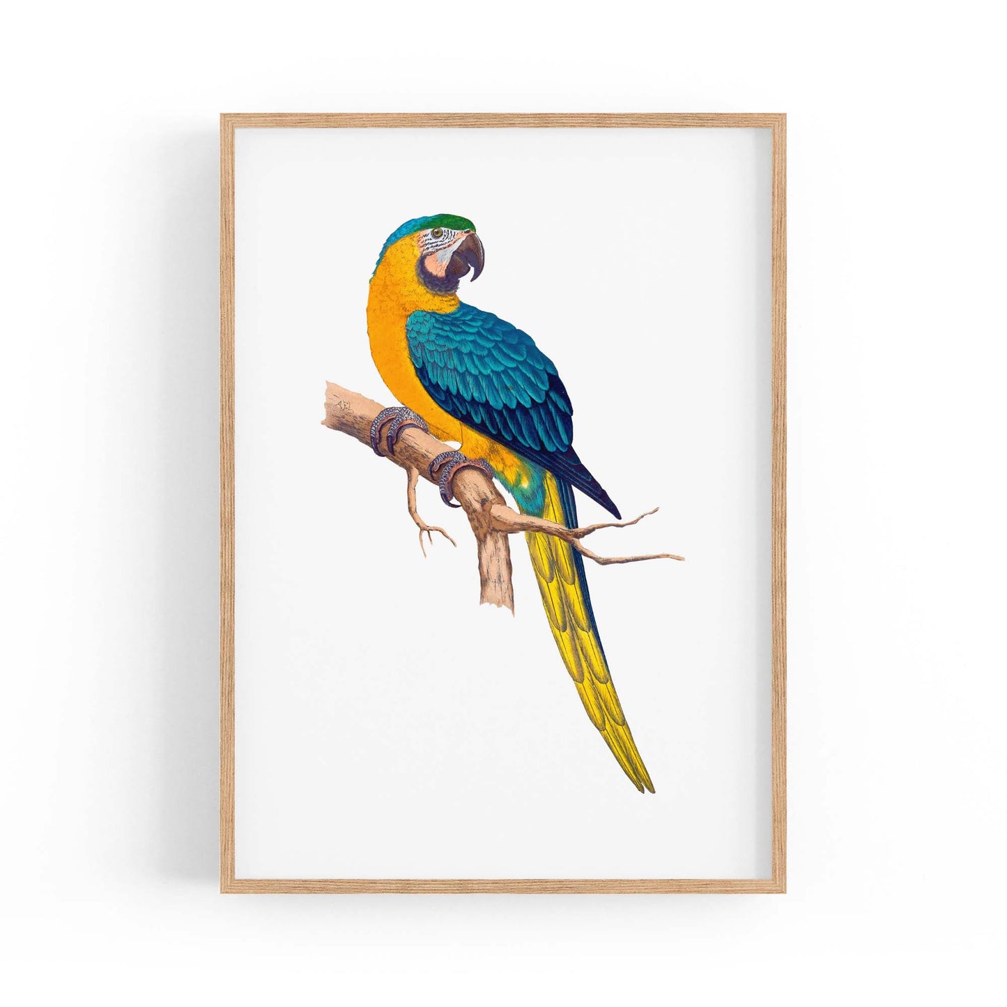 Blue and Yellow Macaw Exotic Bird Drawing Wall Art - The Affordable Art Company