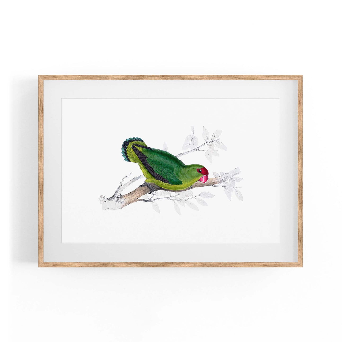 Black-Winged Lovebird Exotic Bird Drawing Wall Art - The Affordable Art Company