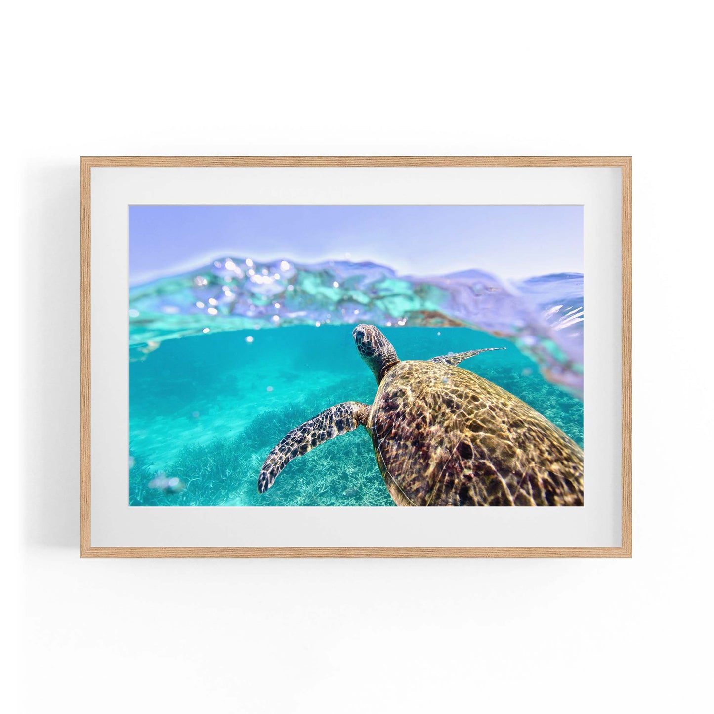 Green Sea Turtle, Ningaloo Reef Photograph Art - The Affordable Art Company
