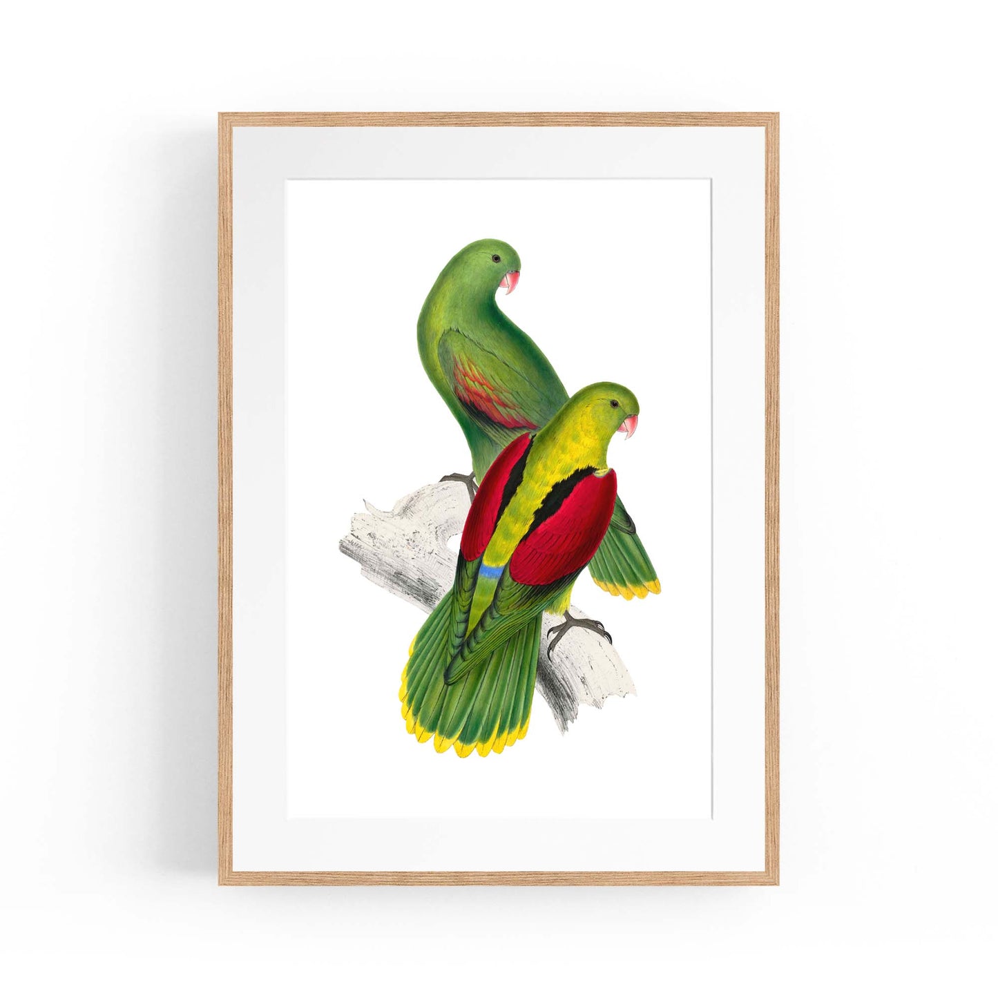 Crimson Winged Parakeet Exotic Bird Wall Art - The Affordable Art Company