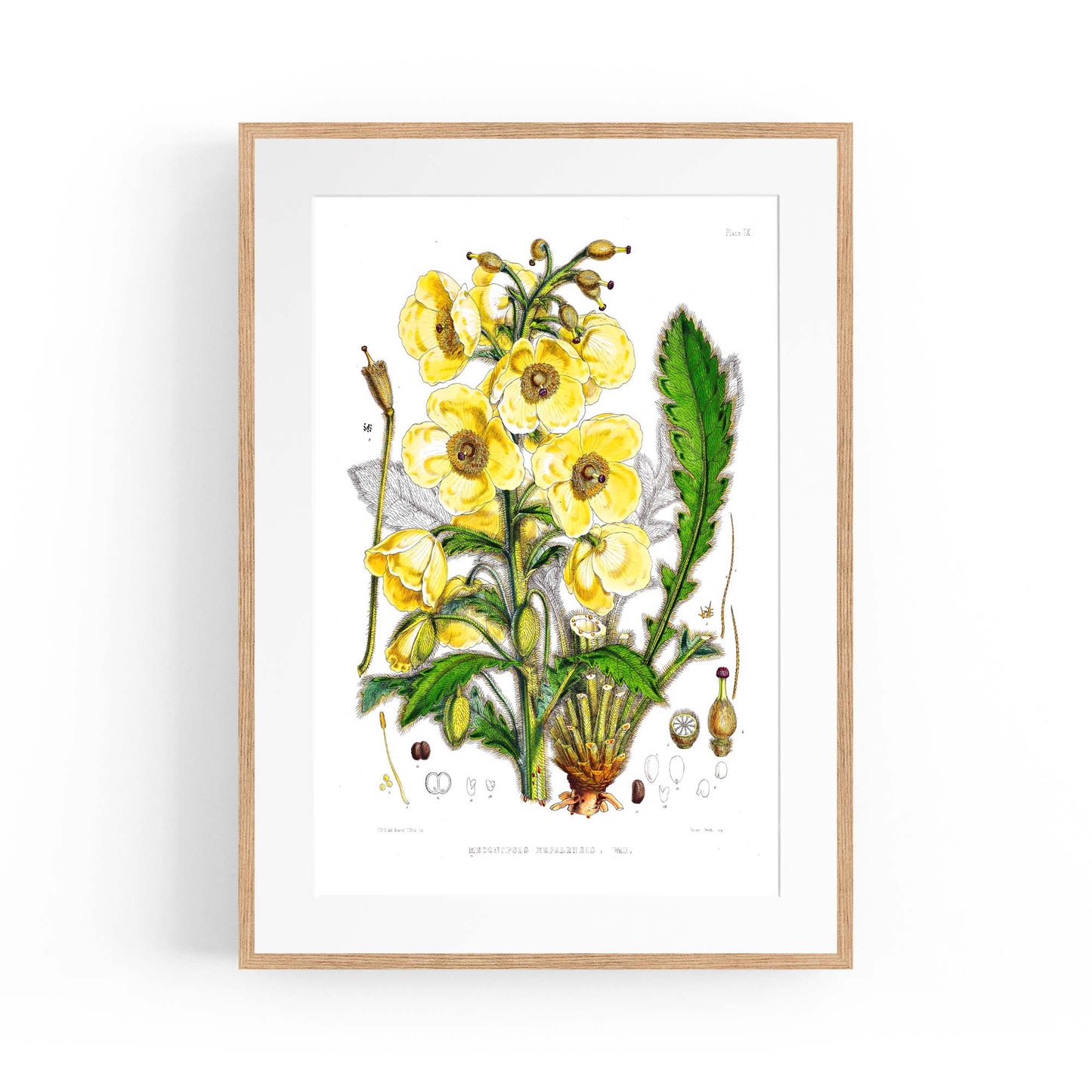 Yellow Flower Vintage Botanical Kitchen Wall Art #5 - The Affordable Art Company