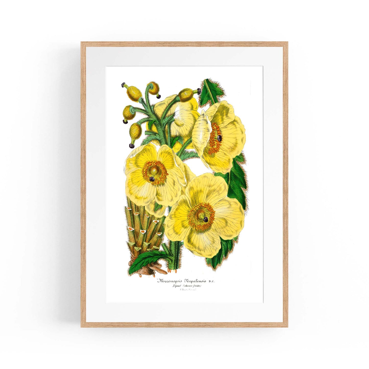 Yellow Flower Vintage Botanical Kitchen Wall Art #3 - The Affordable Art Company