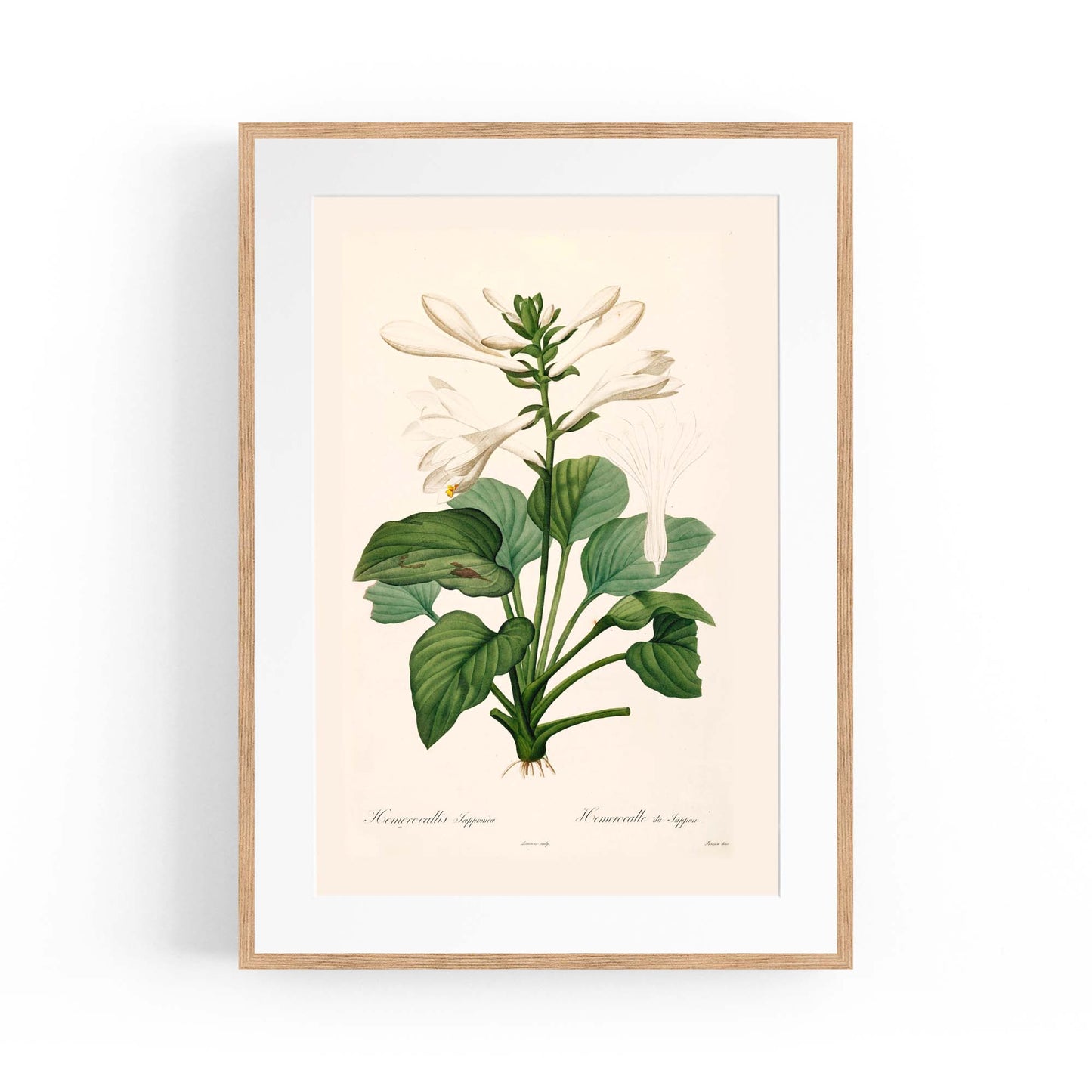 White Flower Vintage Botanical Kitchen Wall Art #2 - The Affordable Art Company
